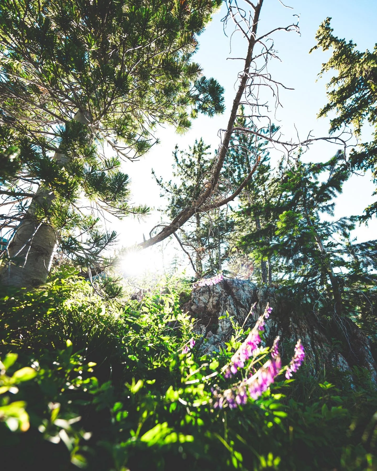 Backpacking brought to you by whiskey and sardines. There&rsquo;s not much that finding a lake on a map, getting a couple hours out of town with the dearest of friends and your dog, couldn&rsquo;t do for the soul. Though, I will say, a Sunday morning