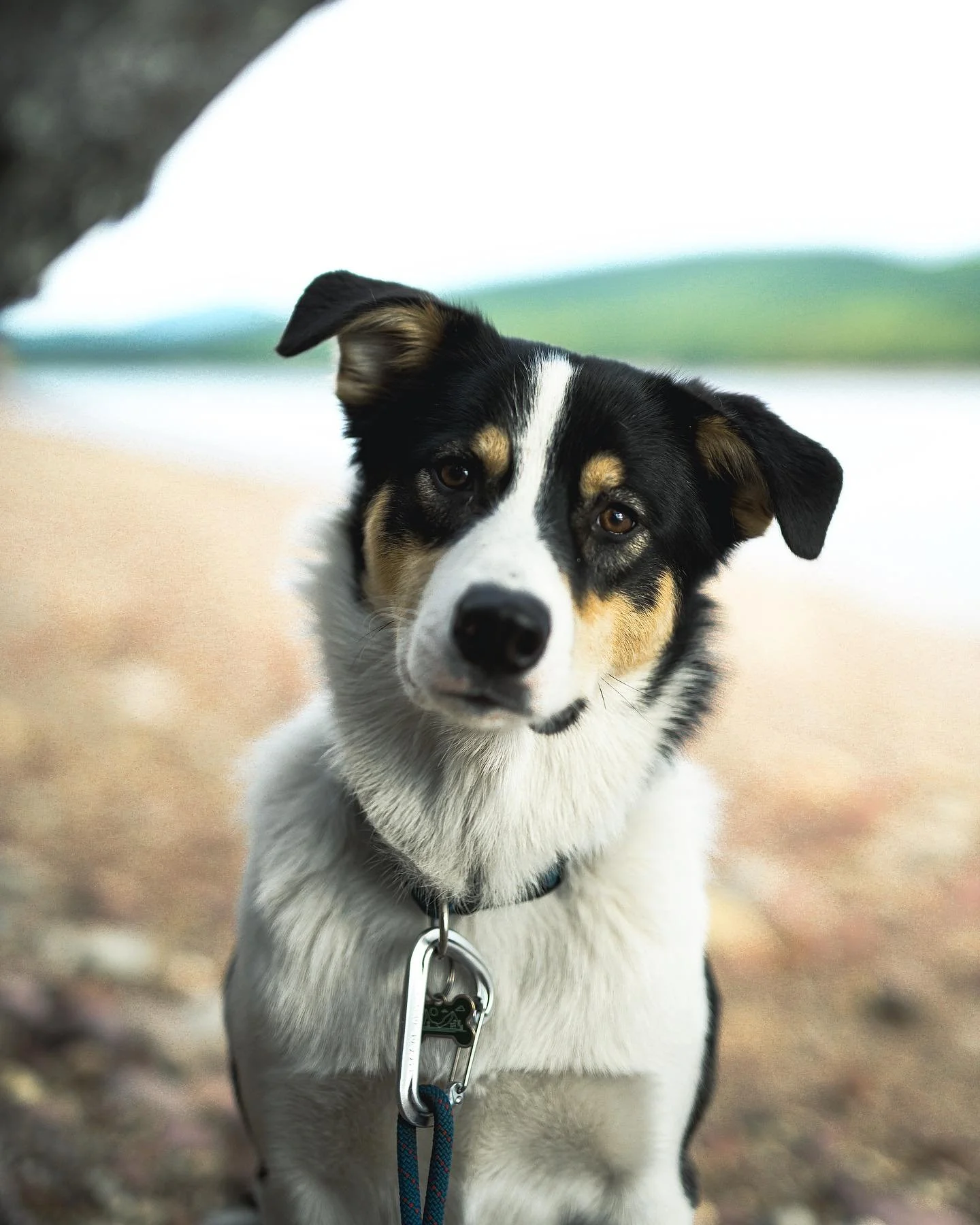 It&rsquo;s been 1 year of Mulder. Happy Gotcha Day to my wild, stubborn, defiant, comical, and sweet as can be, baby boy. He&rsquo;ll make me pull out my hair but it&rsquo;s all worth it to get to love and adventure with this 76 pound baby. He&rsquo;