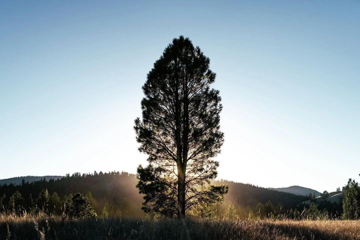 Golden light and a puppy romp