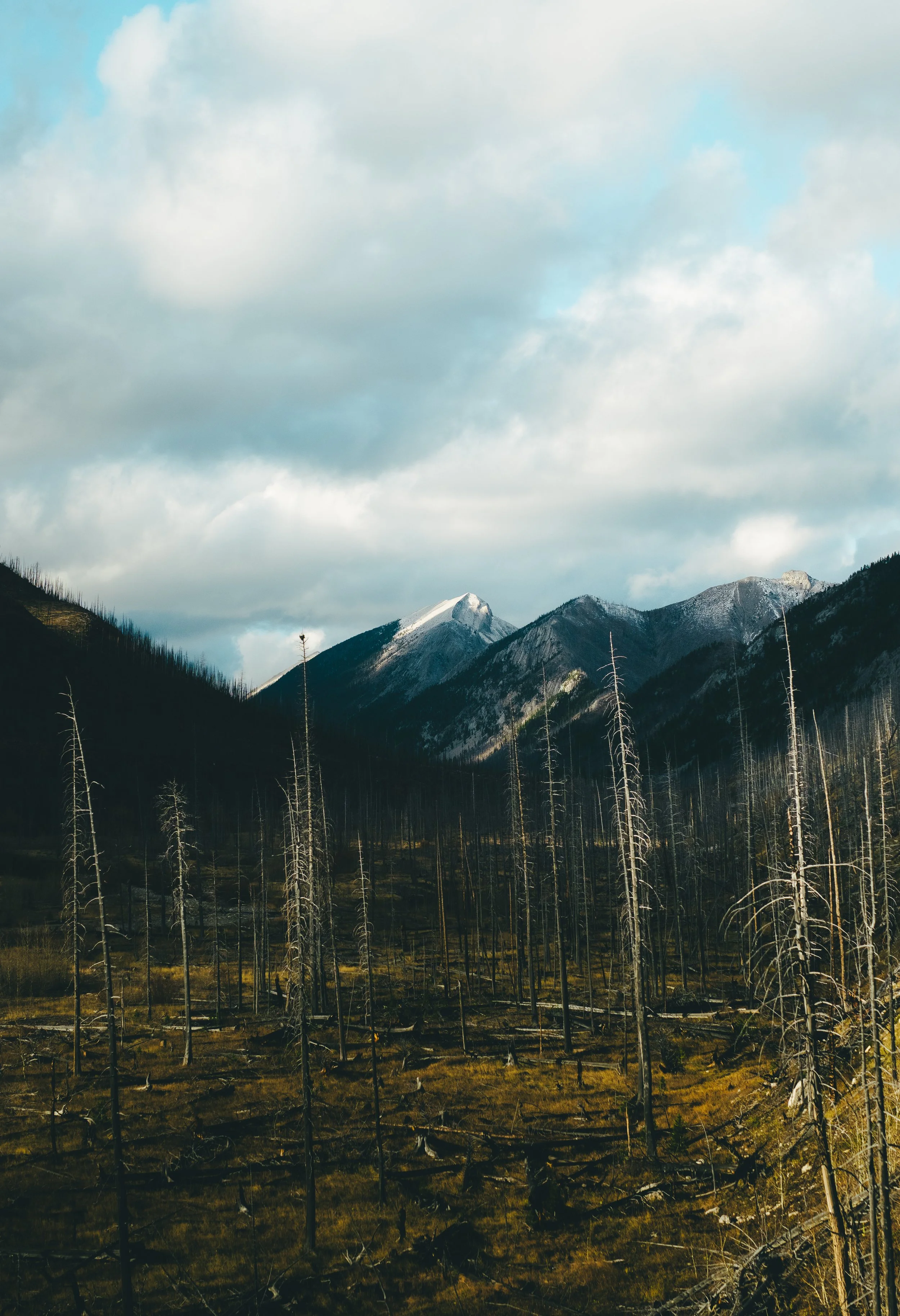 West Fork in the Bob Marshall