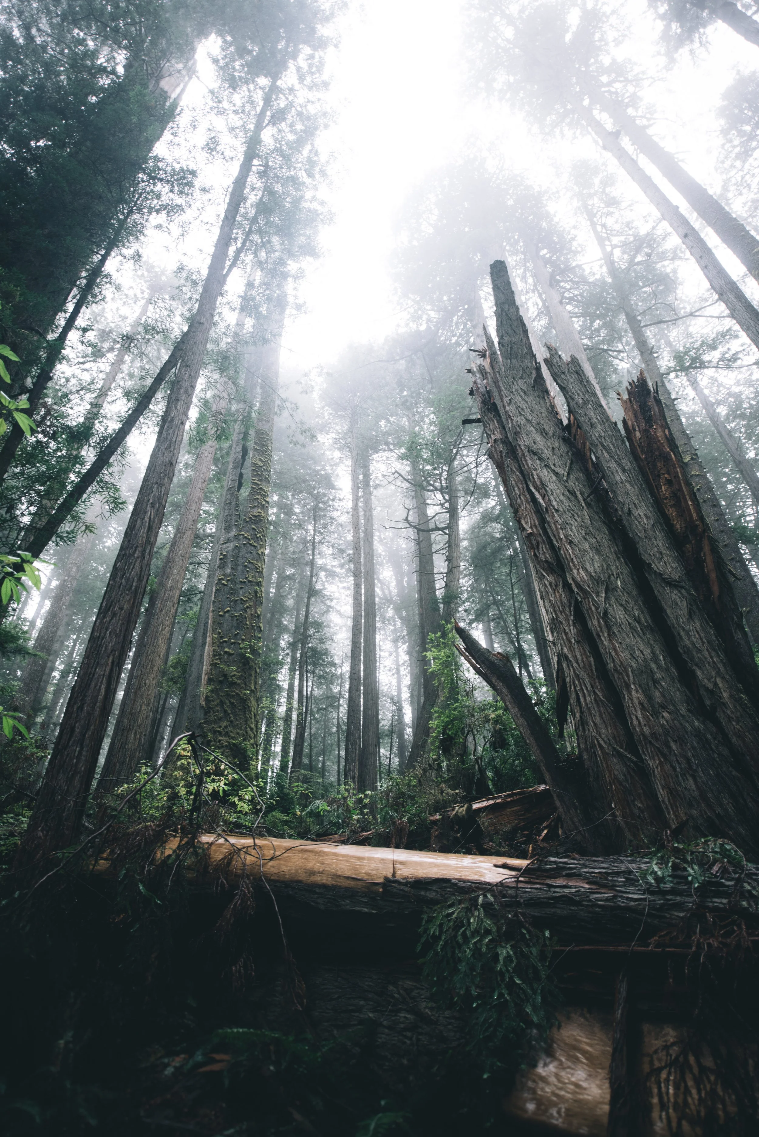 Redwood Mist