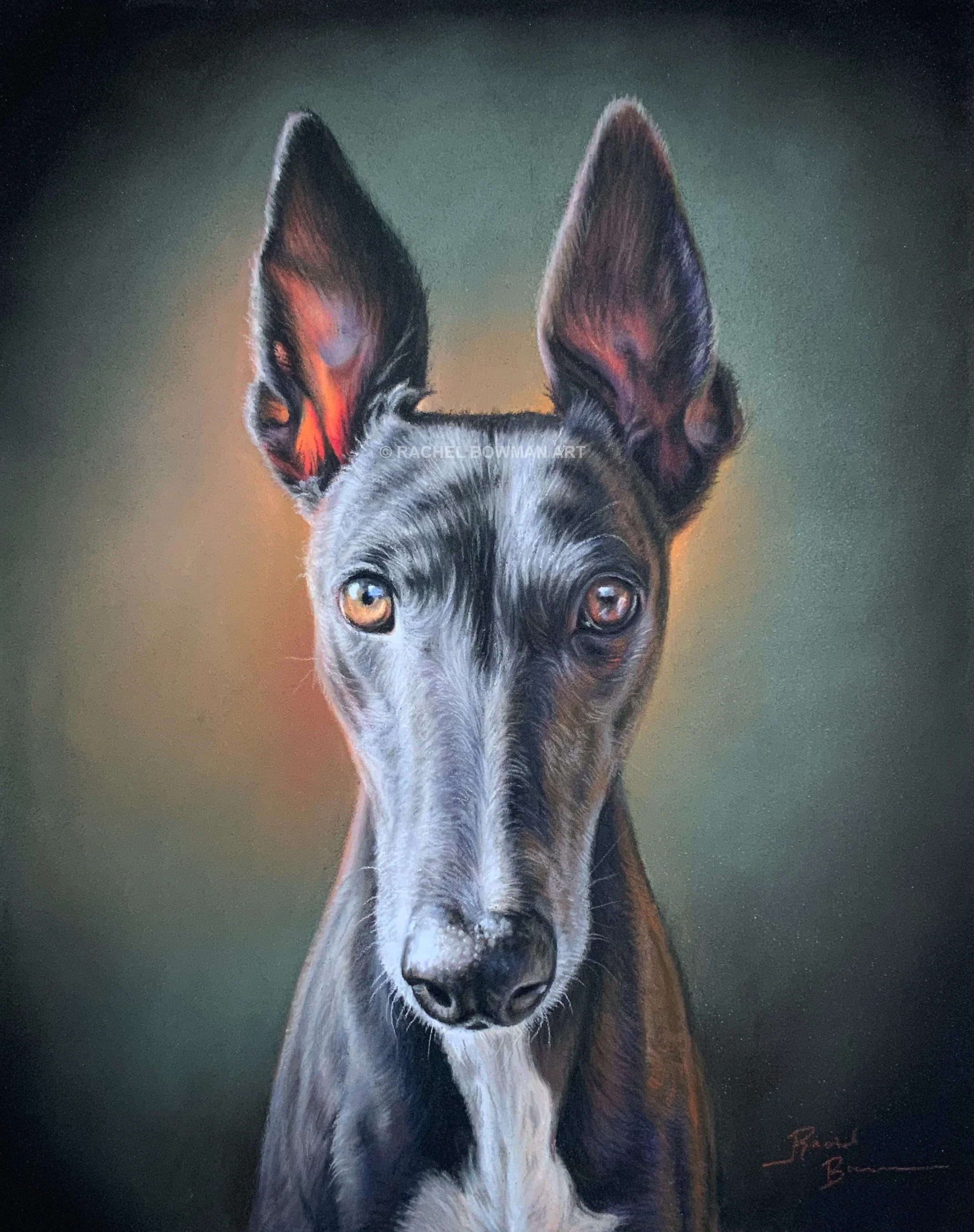 Greyhound 8x10