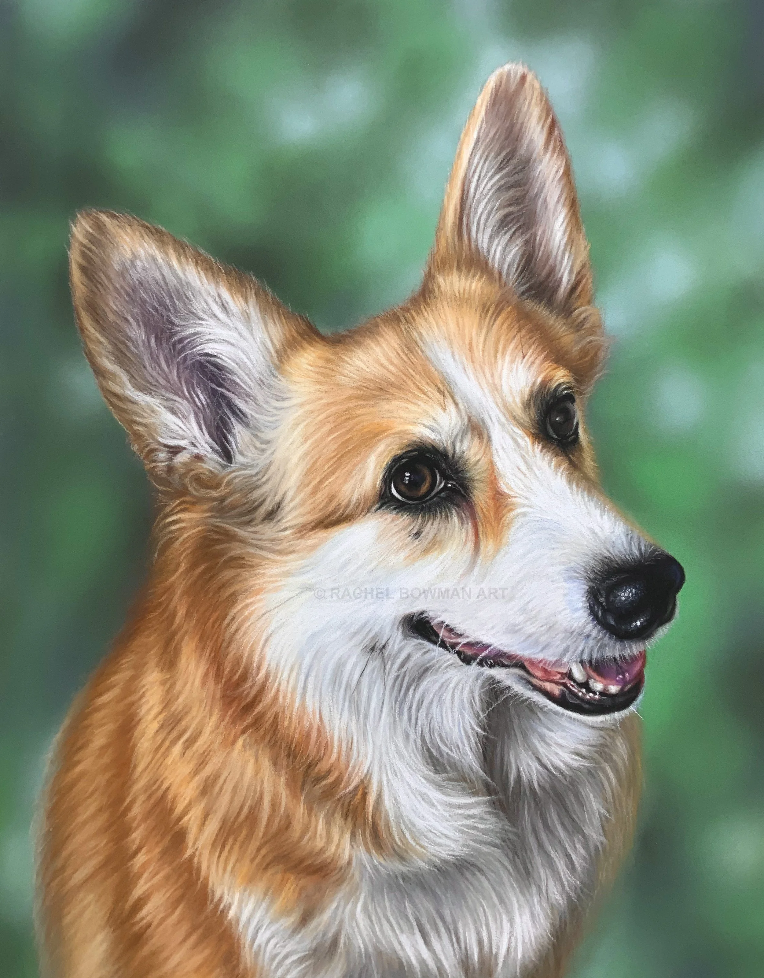 Corgi, 11x14
