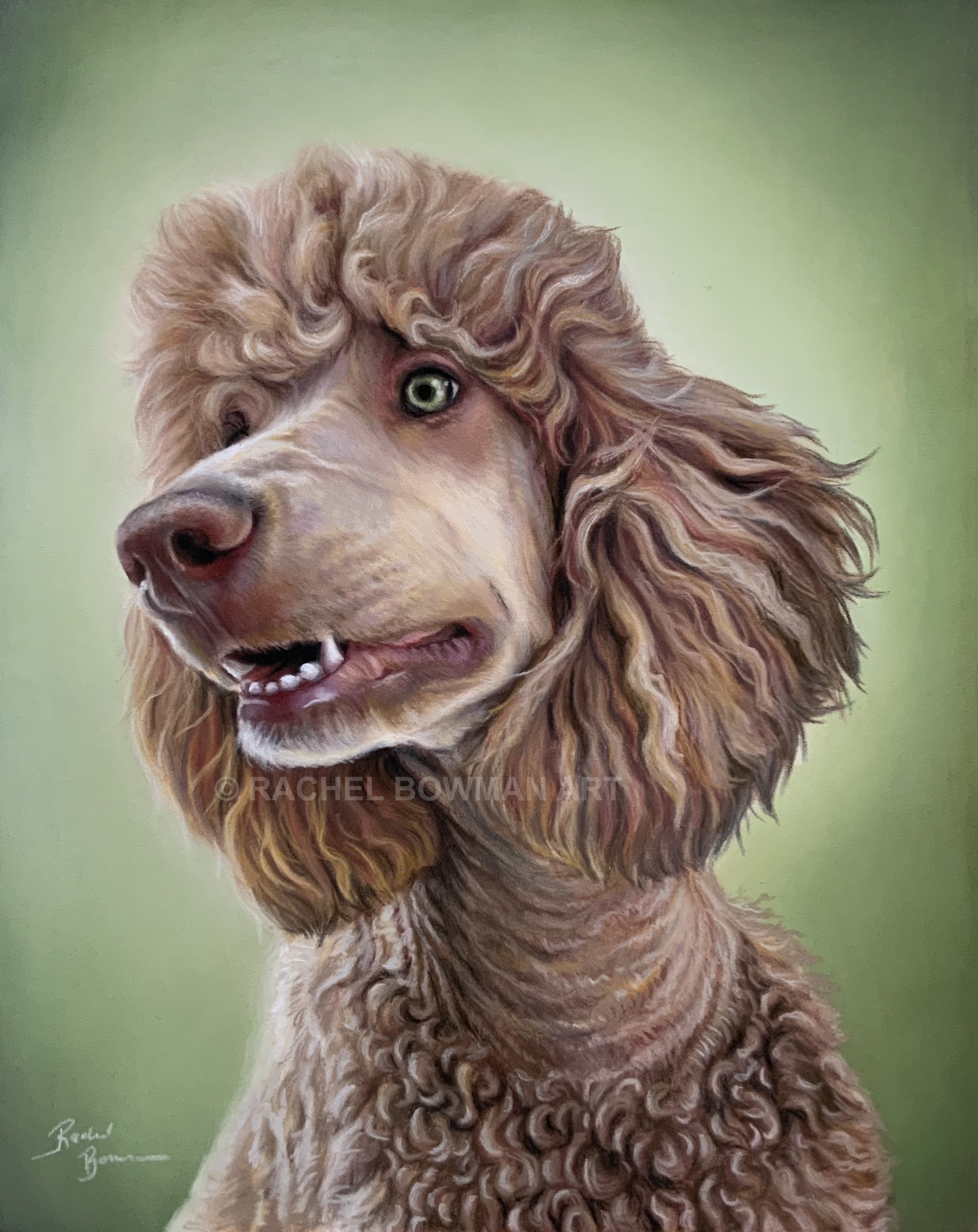 poodle.png