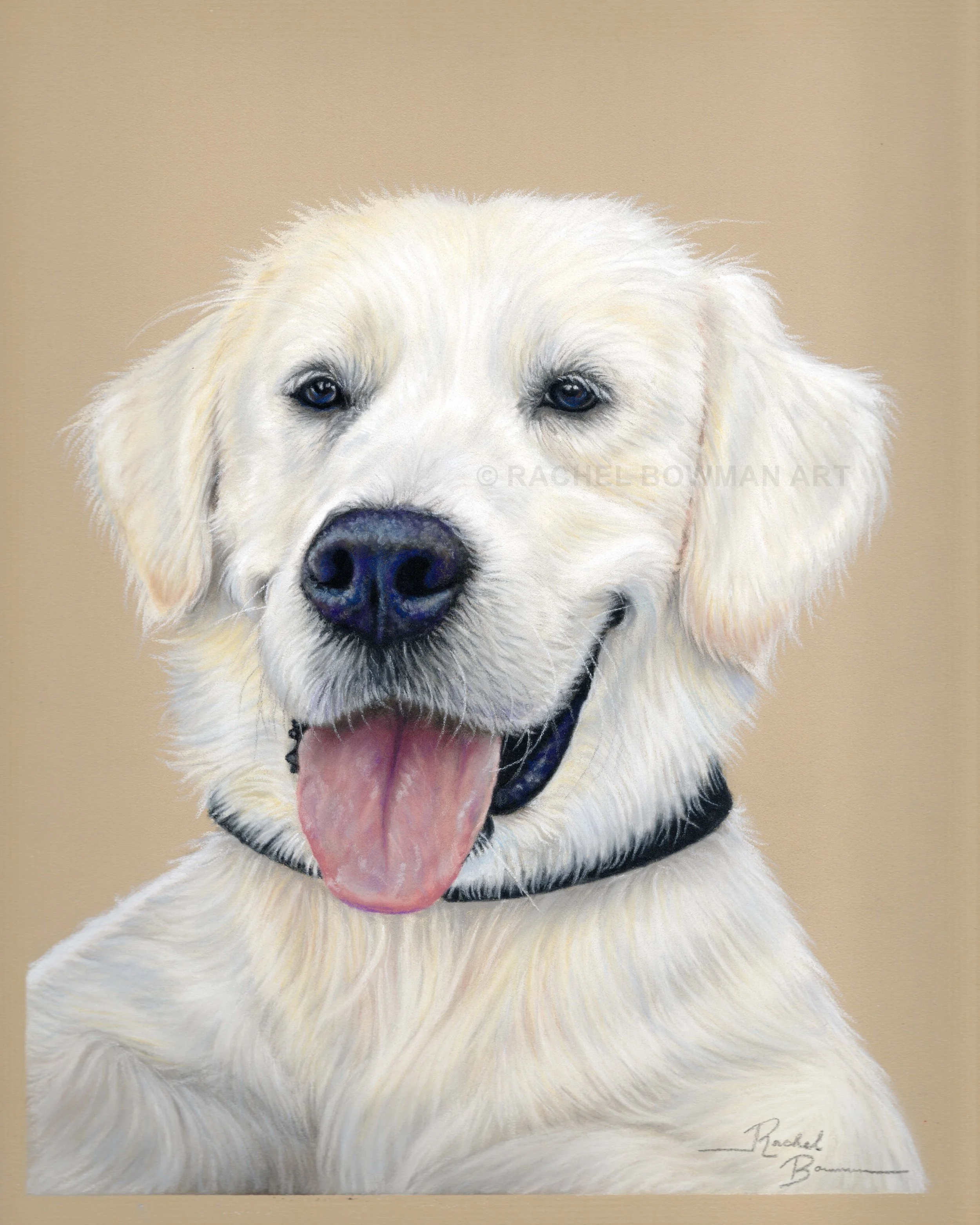 English cream golden retriever, 8x10