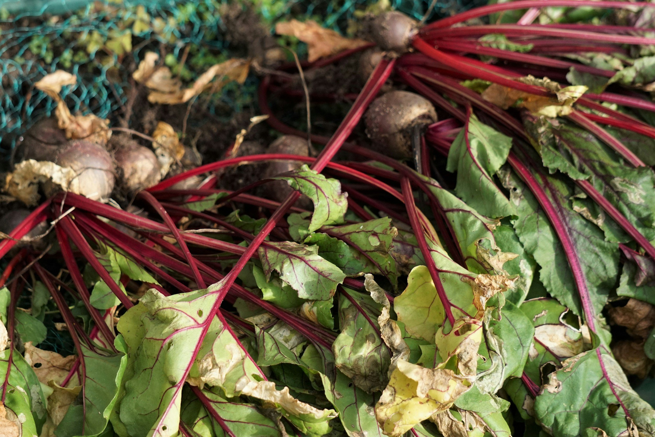 Beets