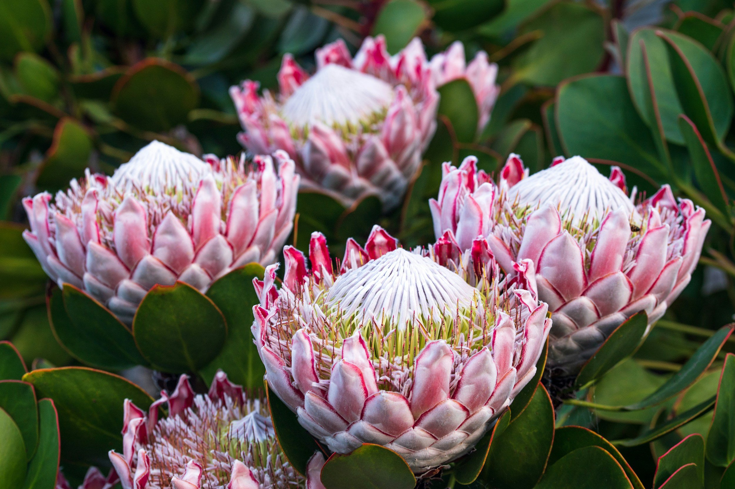 Protea