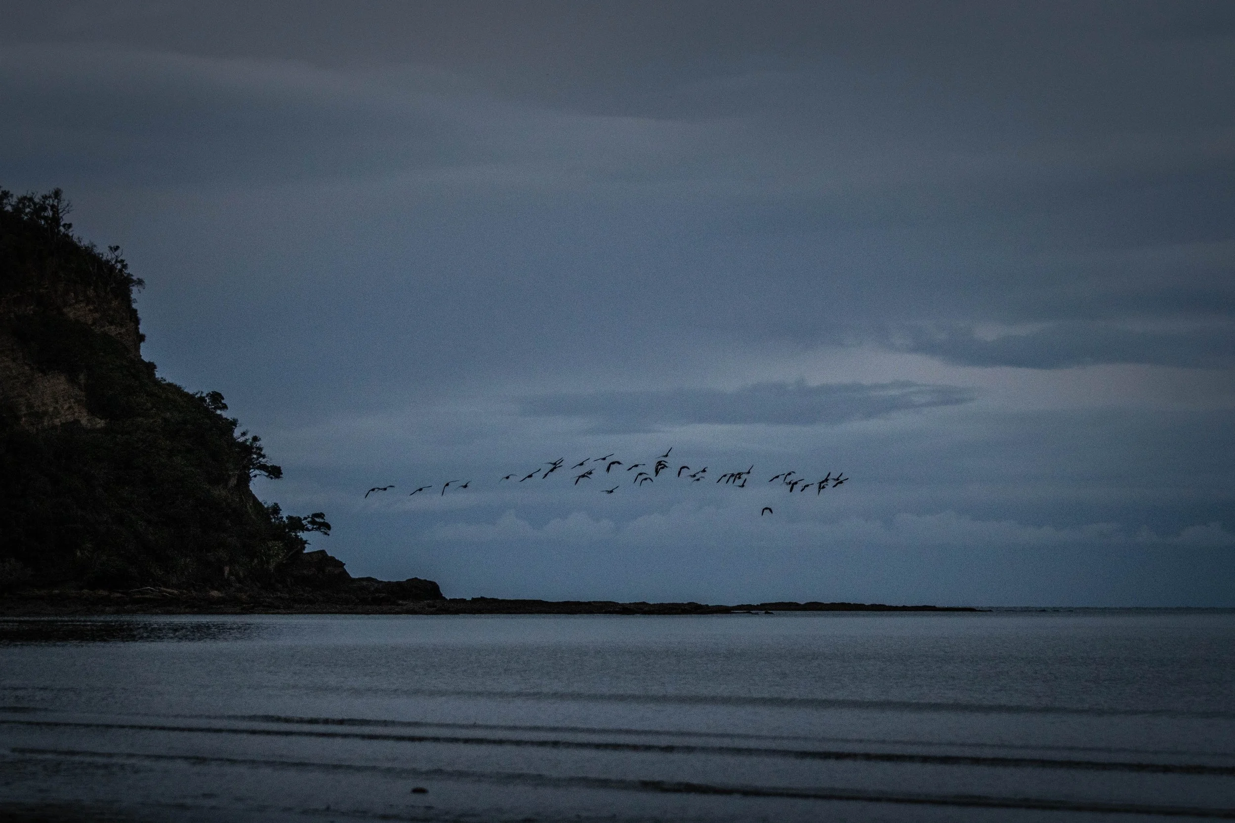 A flock of birds flying over a calm ocean with a dark, cloudy sky and a hilly, wooded coastline on the left.