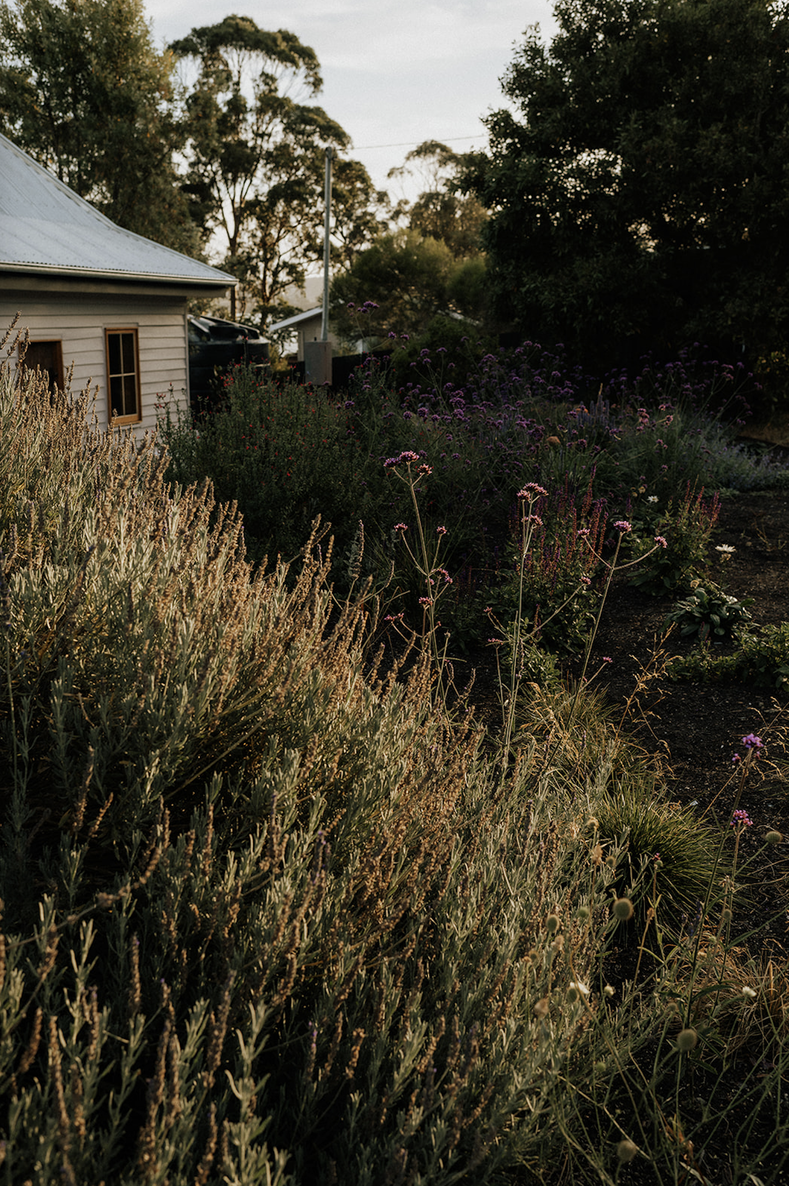A garden with various plants and flowers, next to a white house with a metal roof, during sunset.