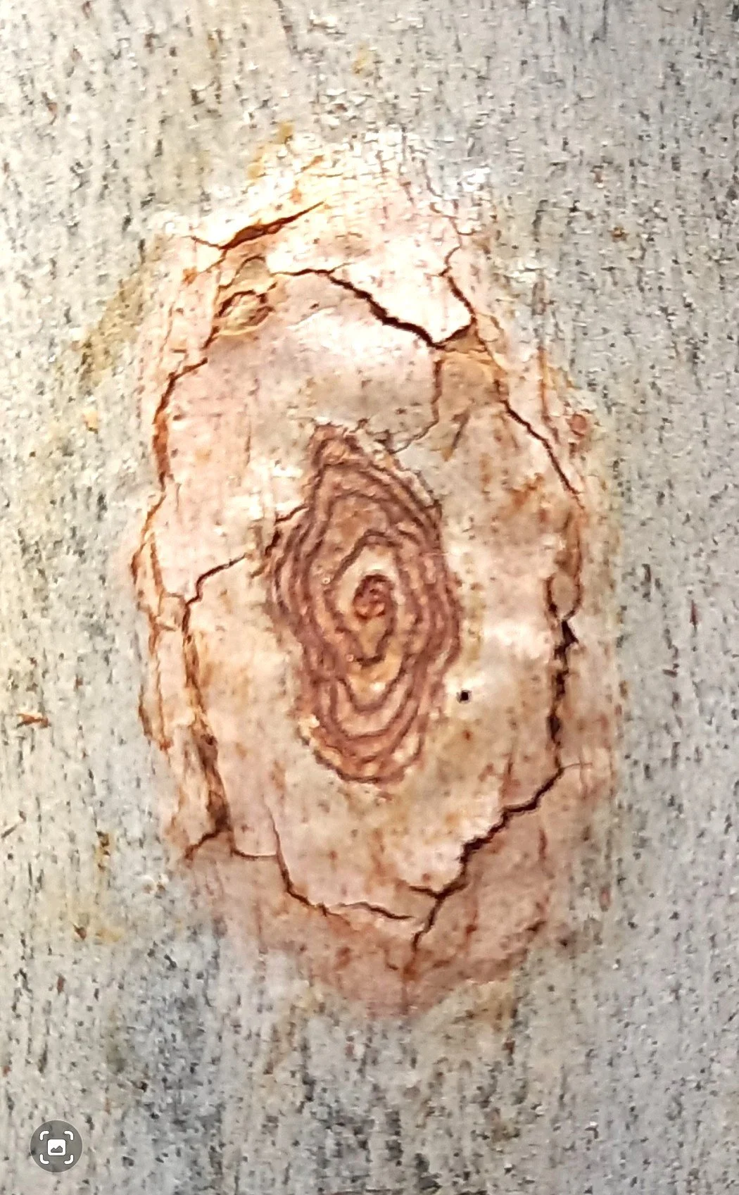 SPIRAL OF WISDOM