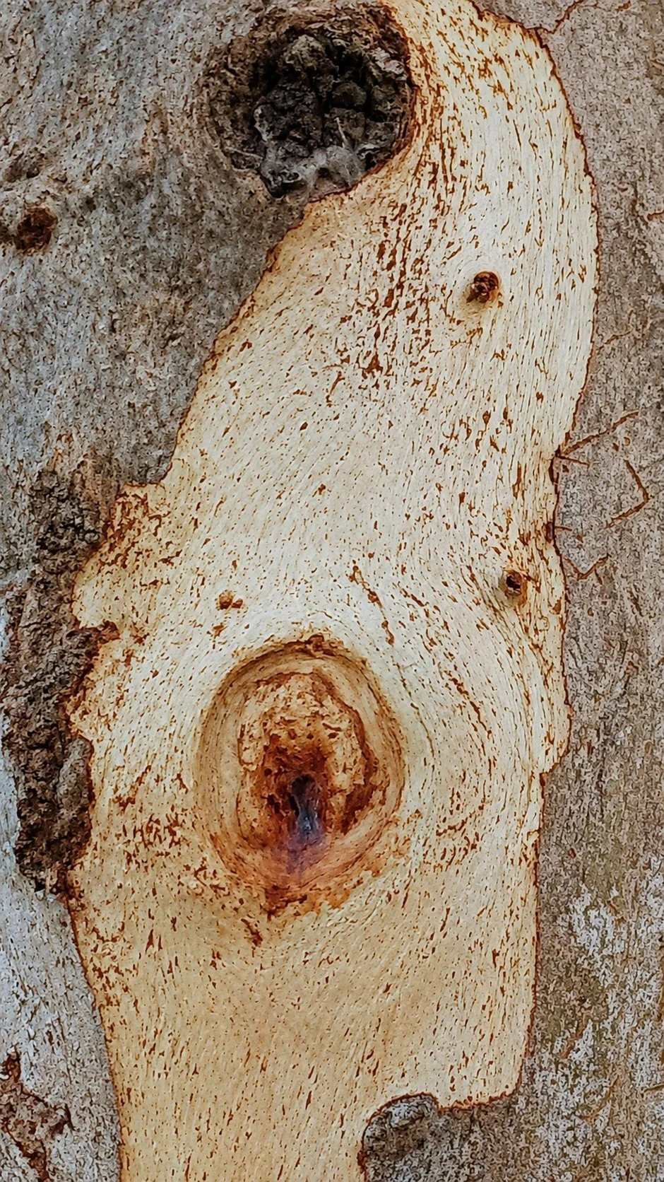 TREE SPIRIT