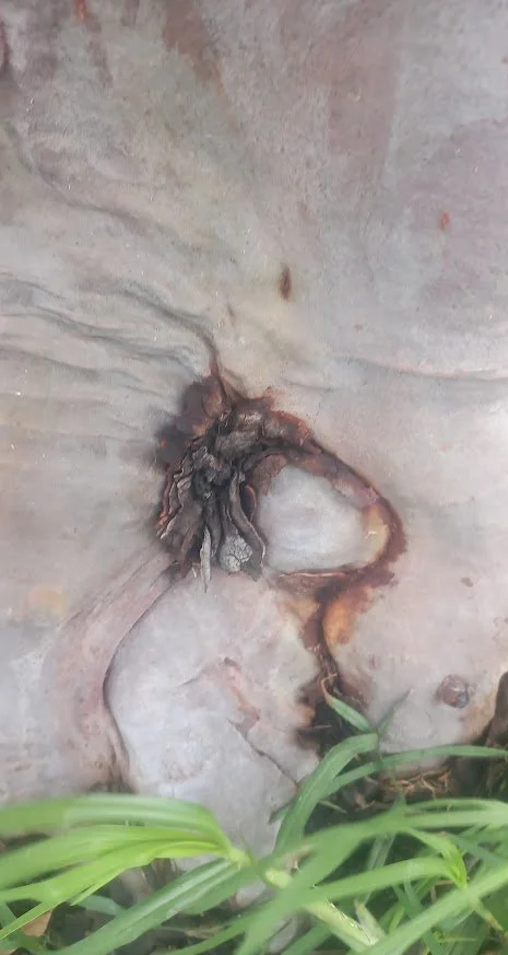 Bunny in the Bark
