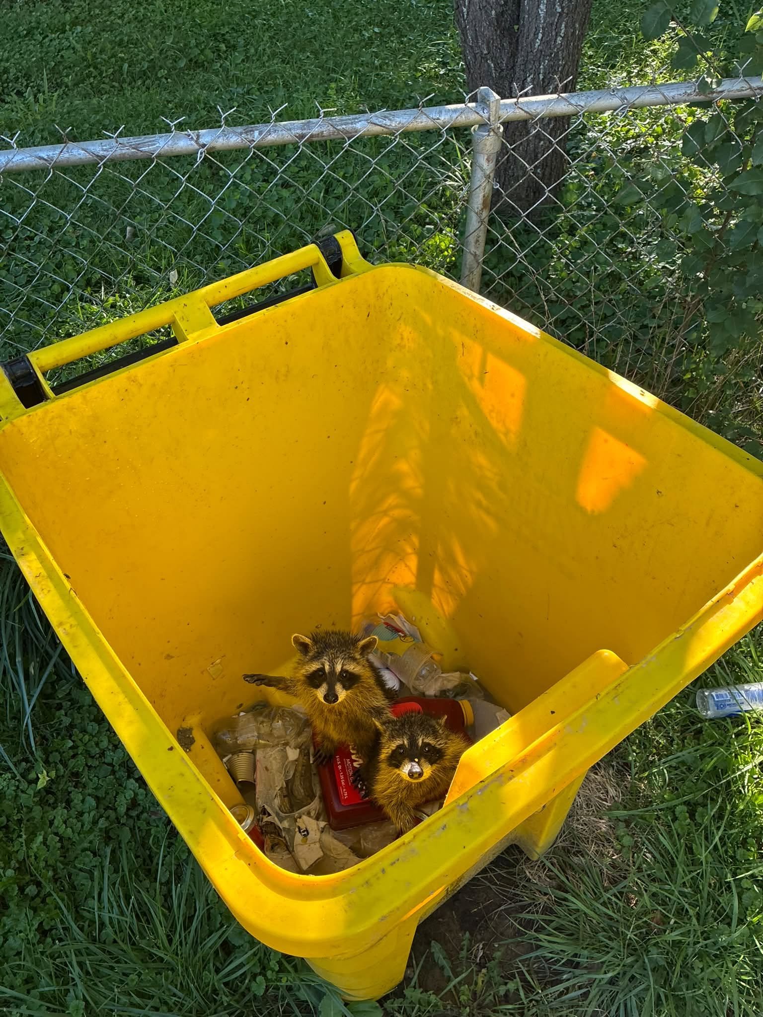Two raccoons inside a yellow trash cart surrounded by green grass and plants.