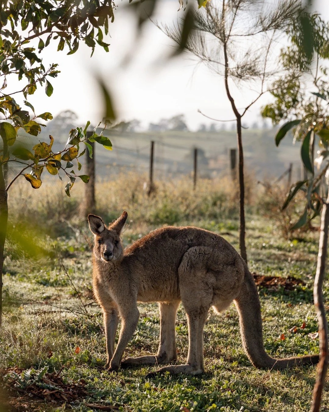 Little mate visited my sunrise shoot with @yarramist 🦘