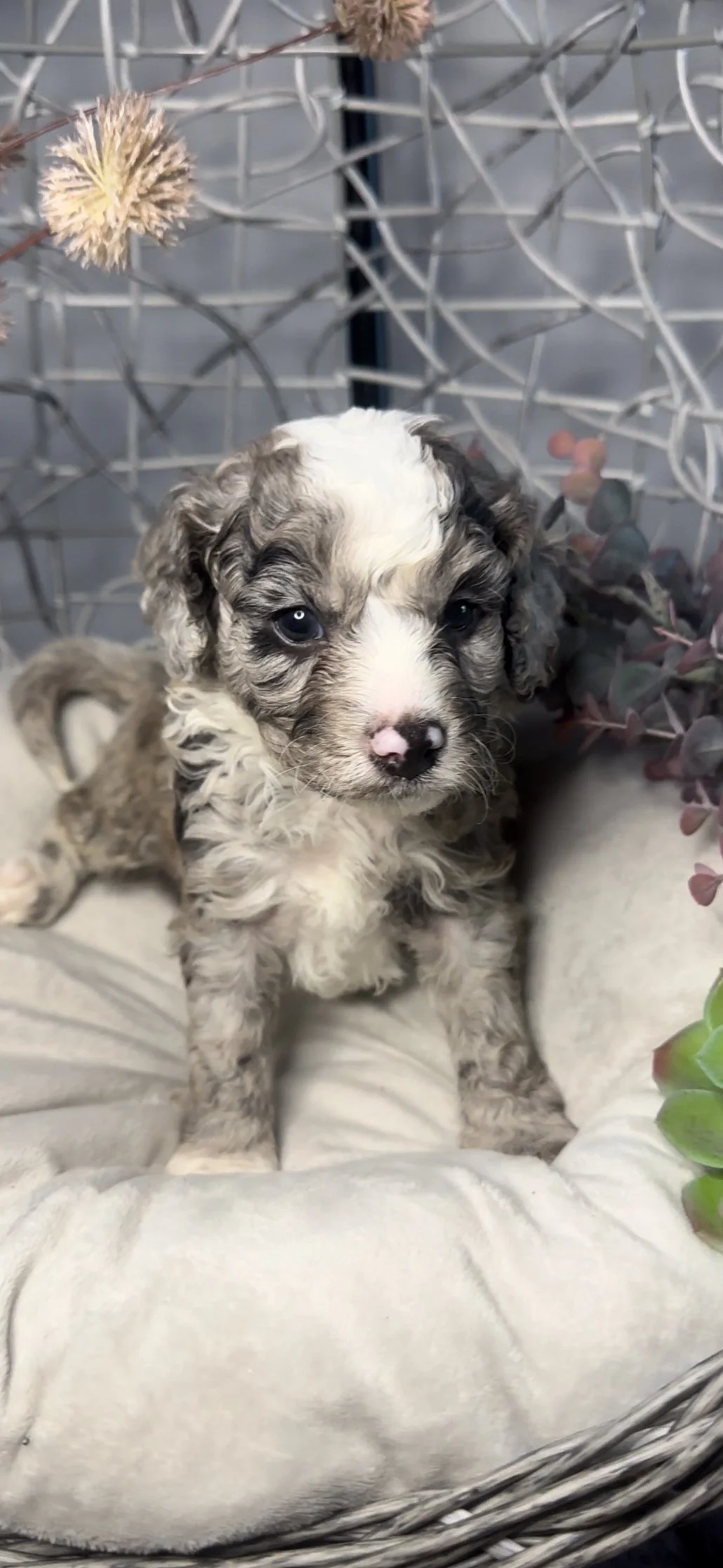 A small, curly-haired puppy with blue eyes and a white and gray coat, sitting on a cozy blanket inside a wicker basket, surrounded by decorative plants and foliage.