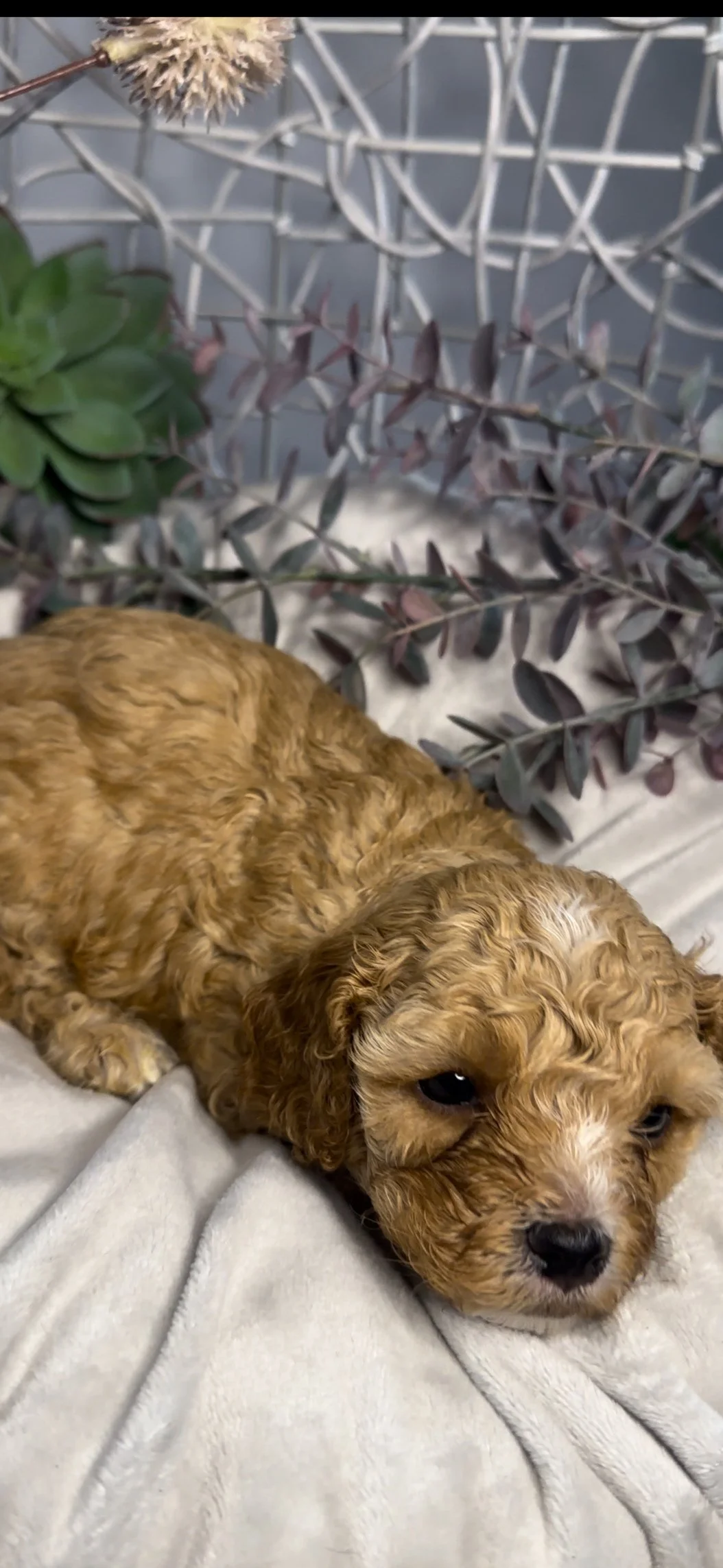 A small, curly, brown puppy lying on a light-colored blanket surrounded by purple and green plants.
