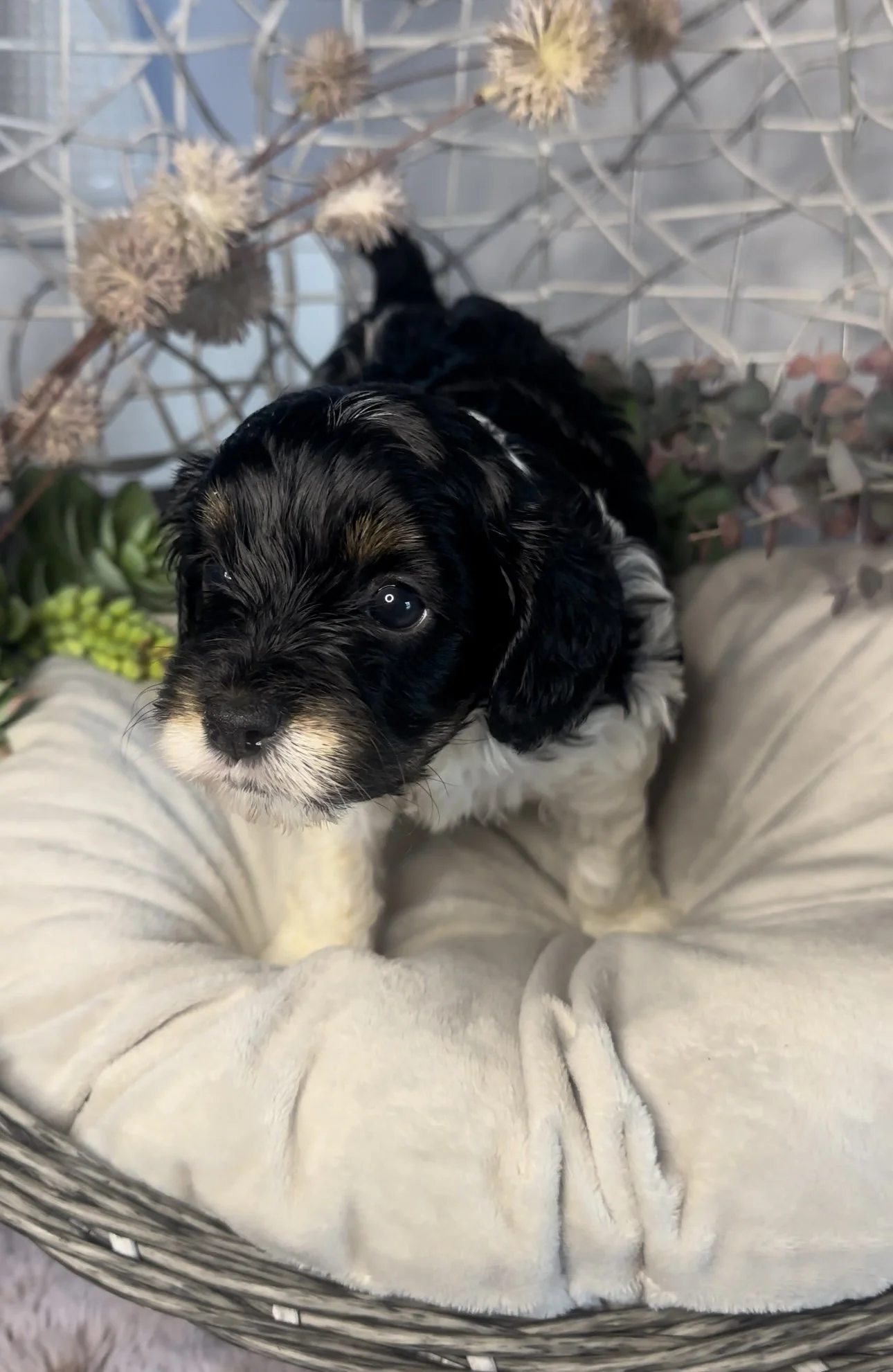 A black and white puppy sitting in a cozy bed surrounded by plants and flowers, looking at the camera.