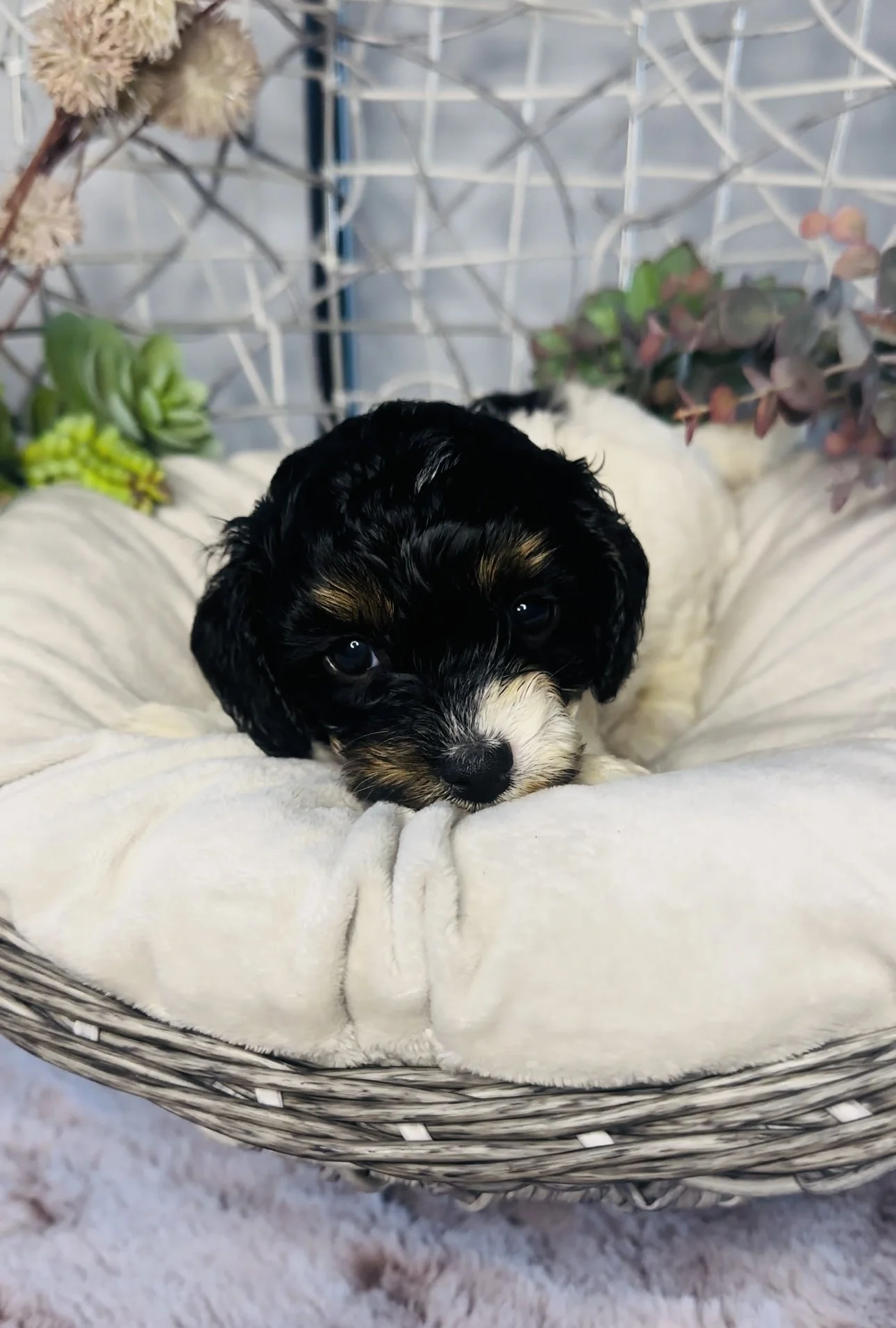 A cute black, white, and tan puppy lying on a soft blanket inside a wire basket, surrounded by plants and flowers.