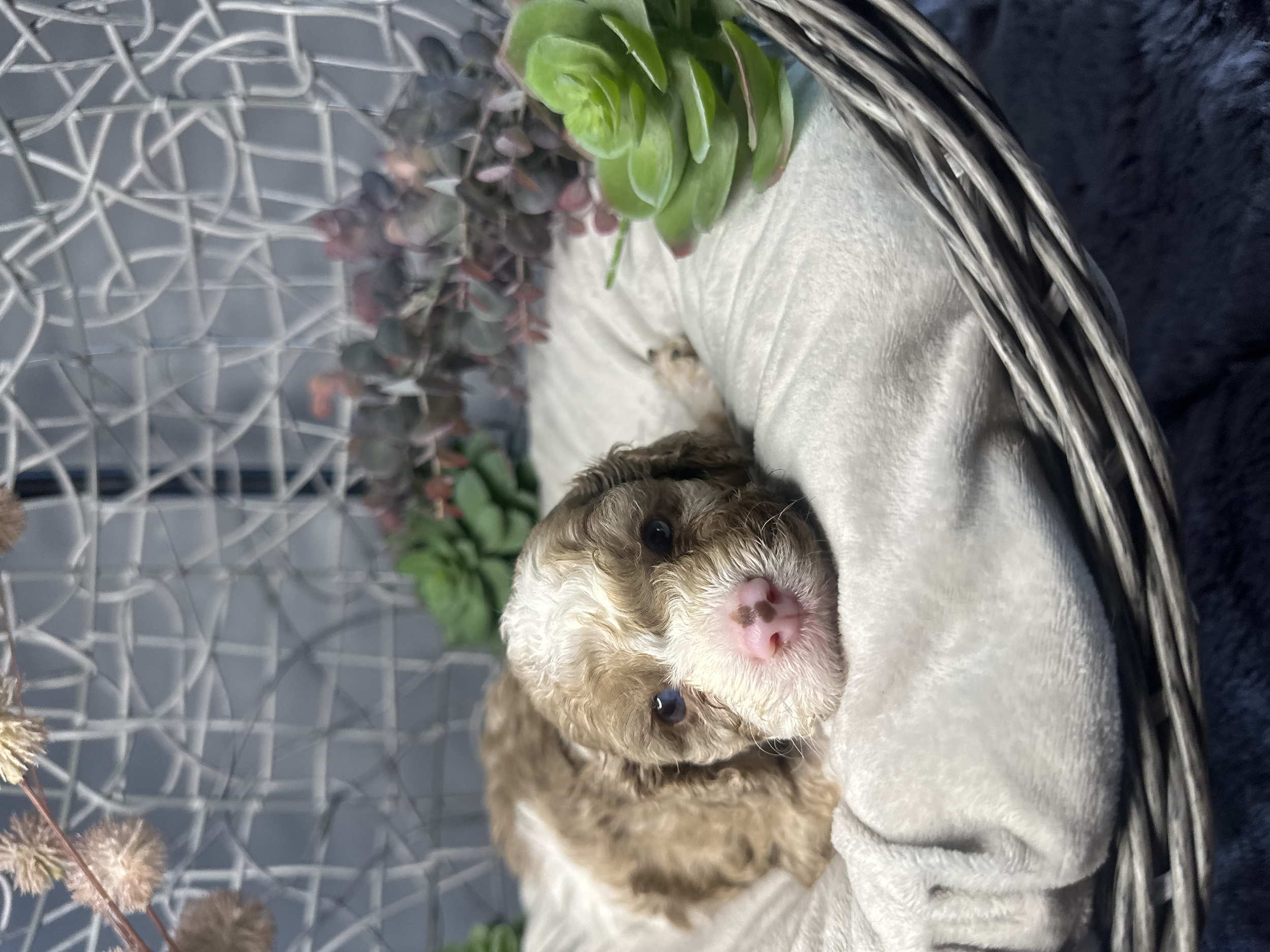 Adorable brown and white puppy lying on a soft blanket inside a woven basket surrounded by green and pink succulents and decorative plants.