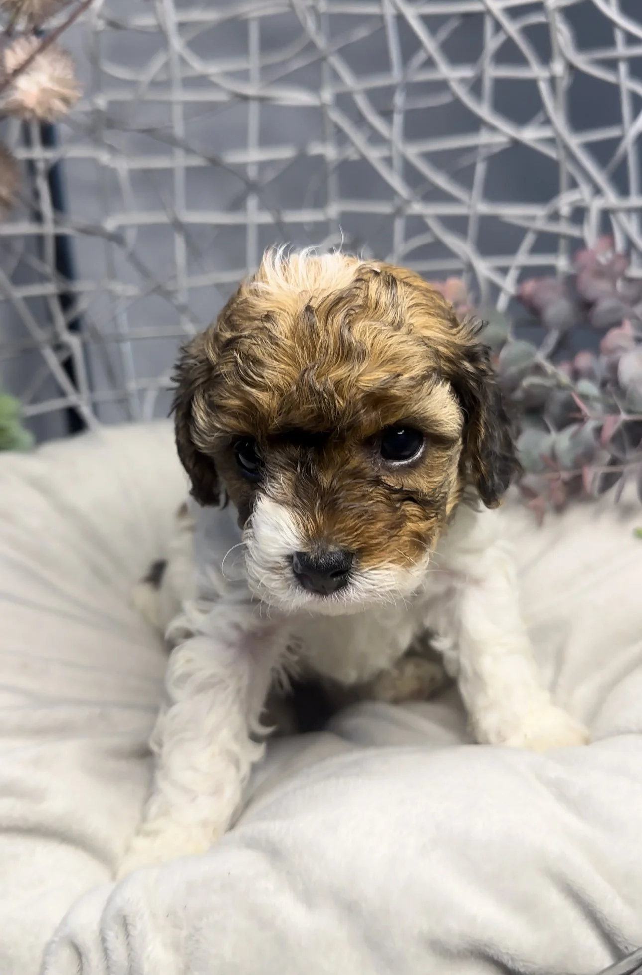 Cute brown and white puppy with dark eyes sitting on a soft surface in front of a gray lattice background with some plants.
