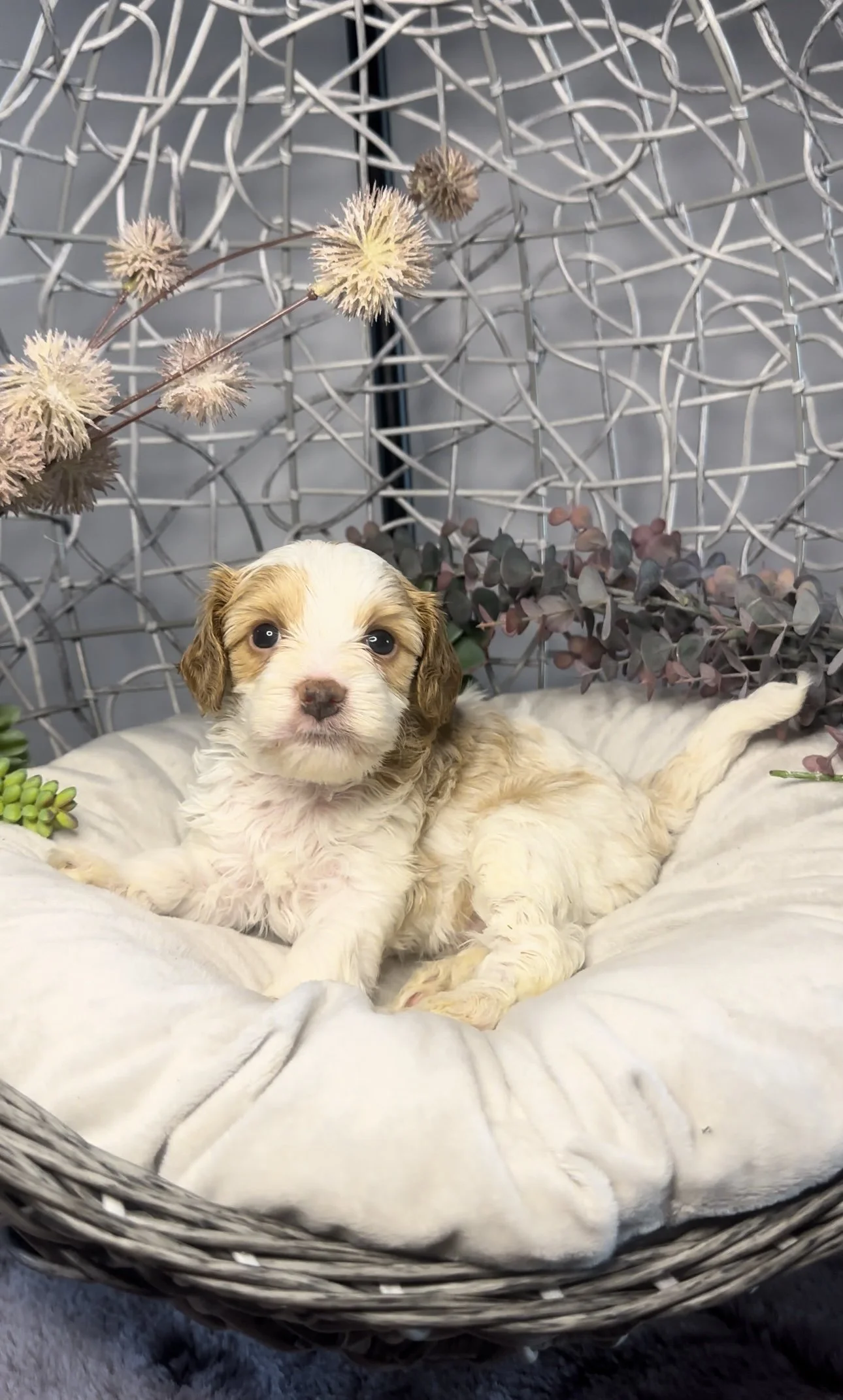 A small, curly-coated puppy with white and tan fur lying on a plush, round bed. Behind it is a wire decorative backdrop with dried flowers and plants. The puppy has dark eyes and a pinkish-brown nose.