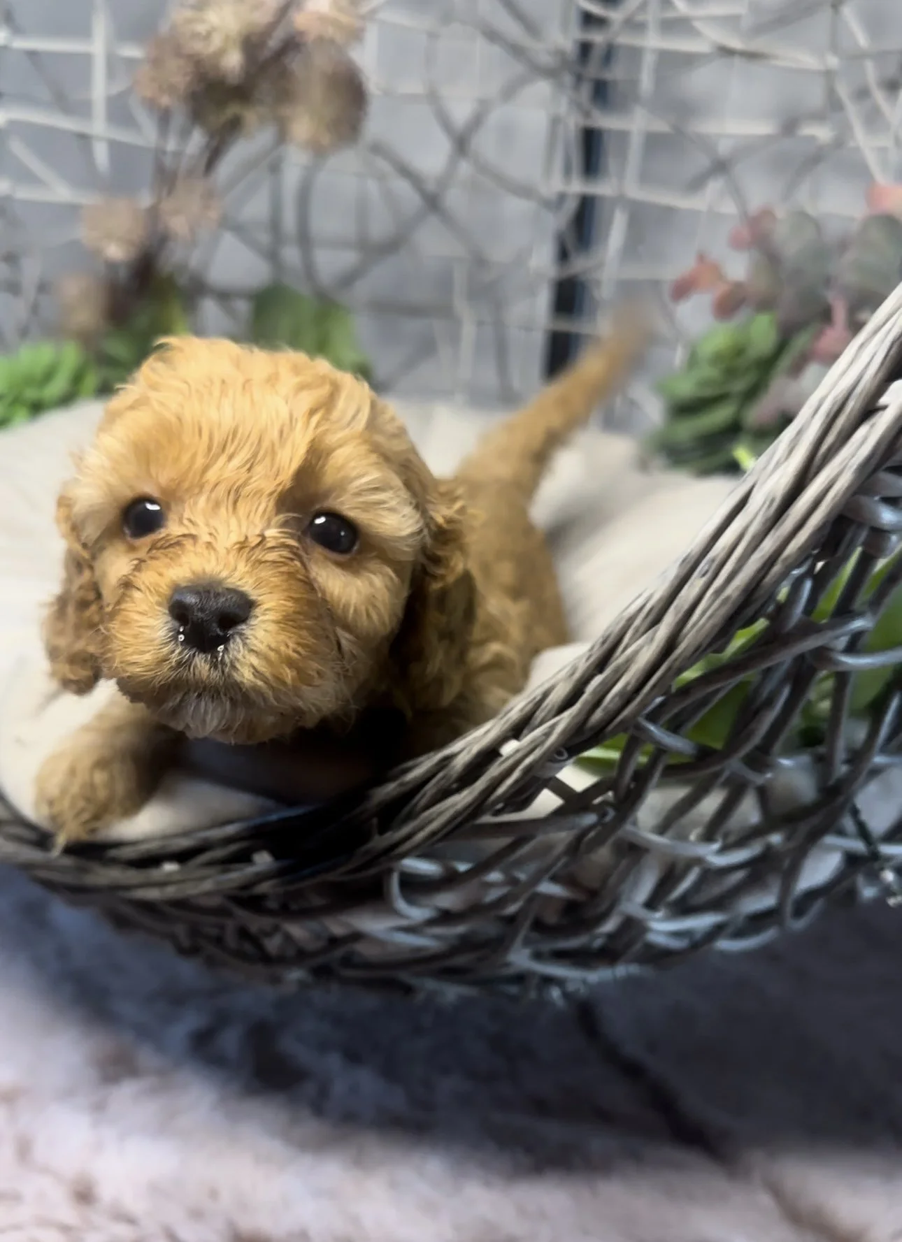 A cute, small, curly-haired brown puppy with big dark eyes lying in a wicker basket with a cushion inside, surrounded by green plants and pink flowers, on a soft surface.