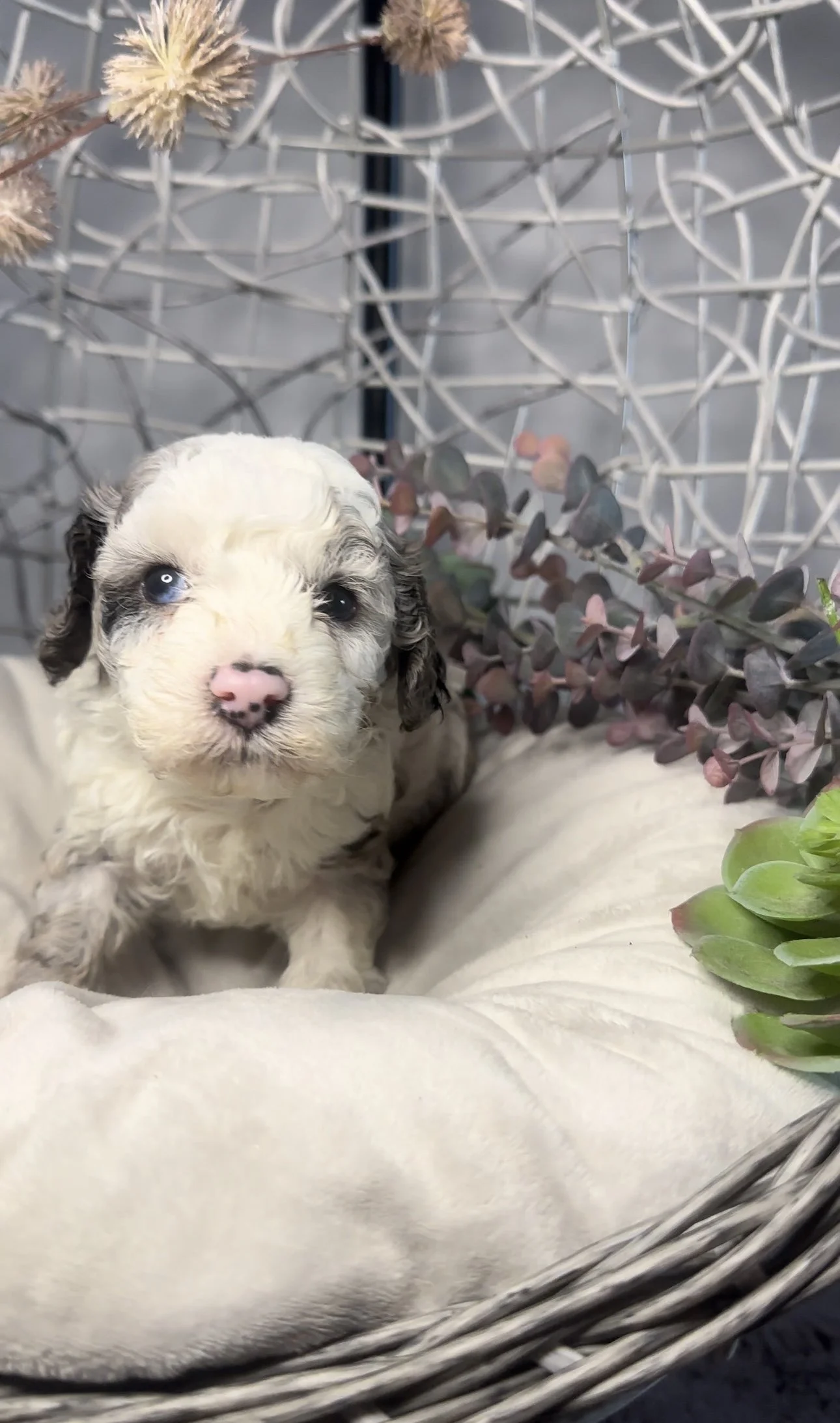 Adorable black and white puppy with blue eyes lying in a cream-colored dog bed, surrounded by decorative plants and a white wire grid backdrop.