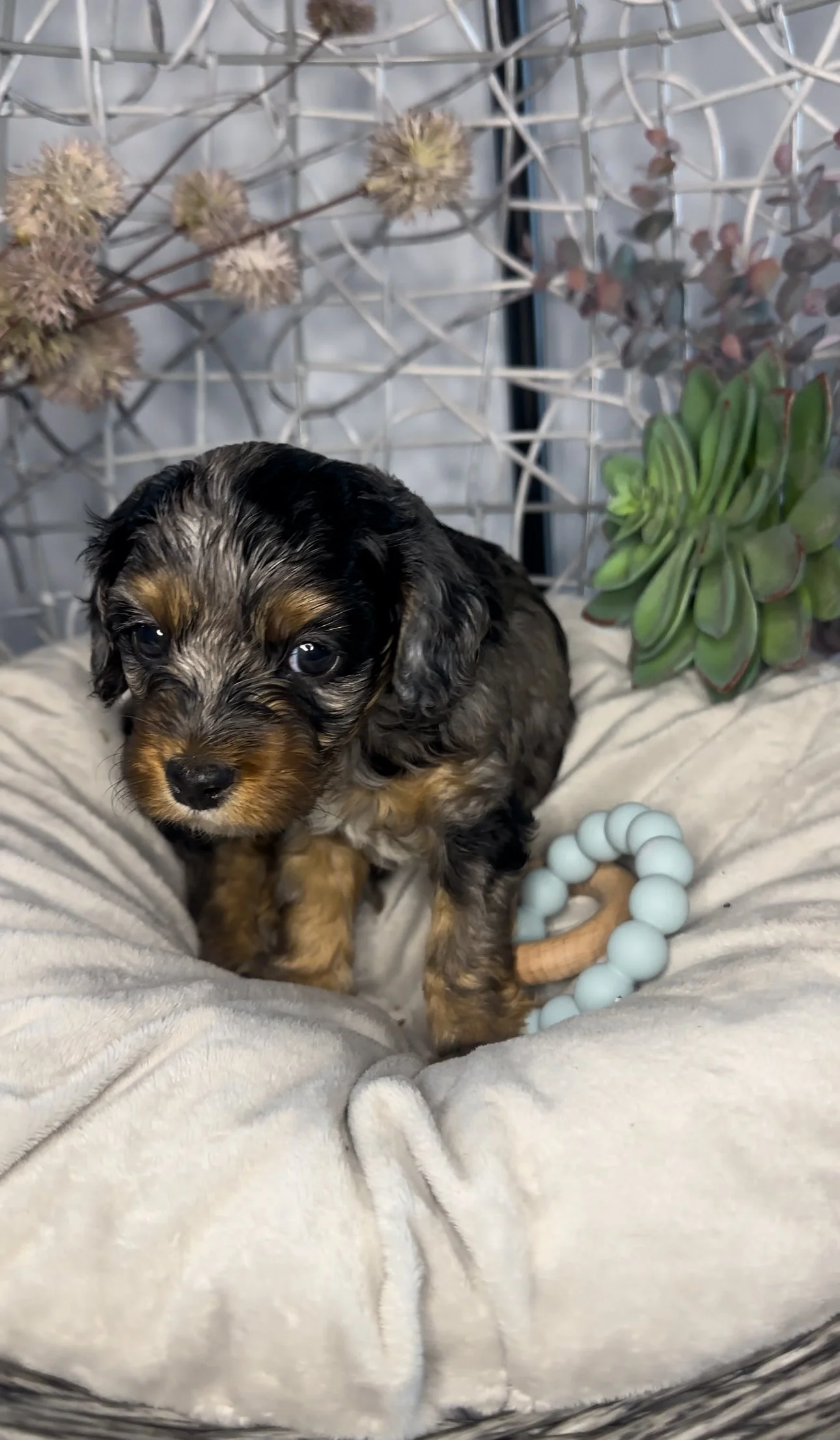 A small, black and brown puppy with long ears sitting on a soft, beige blanket inside a wire enclosure, surrounded by succulents and dried flowers.