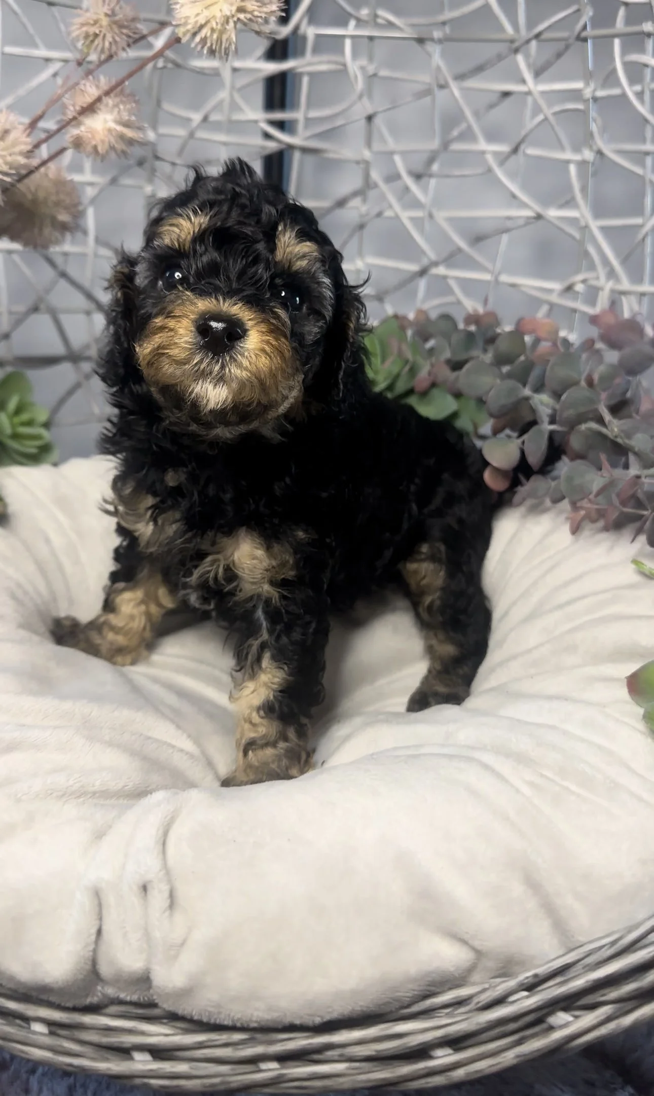A cute black and tan puppy with curly fur sitting on a white cushioned pet bed, surrounded by plants and decorative branches.
