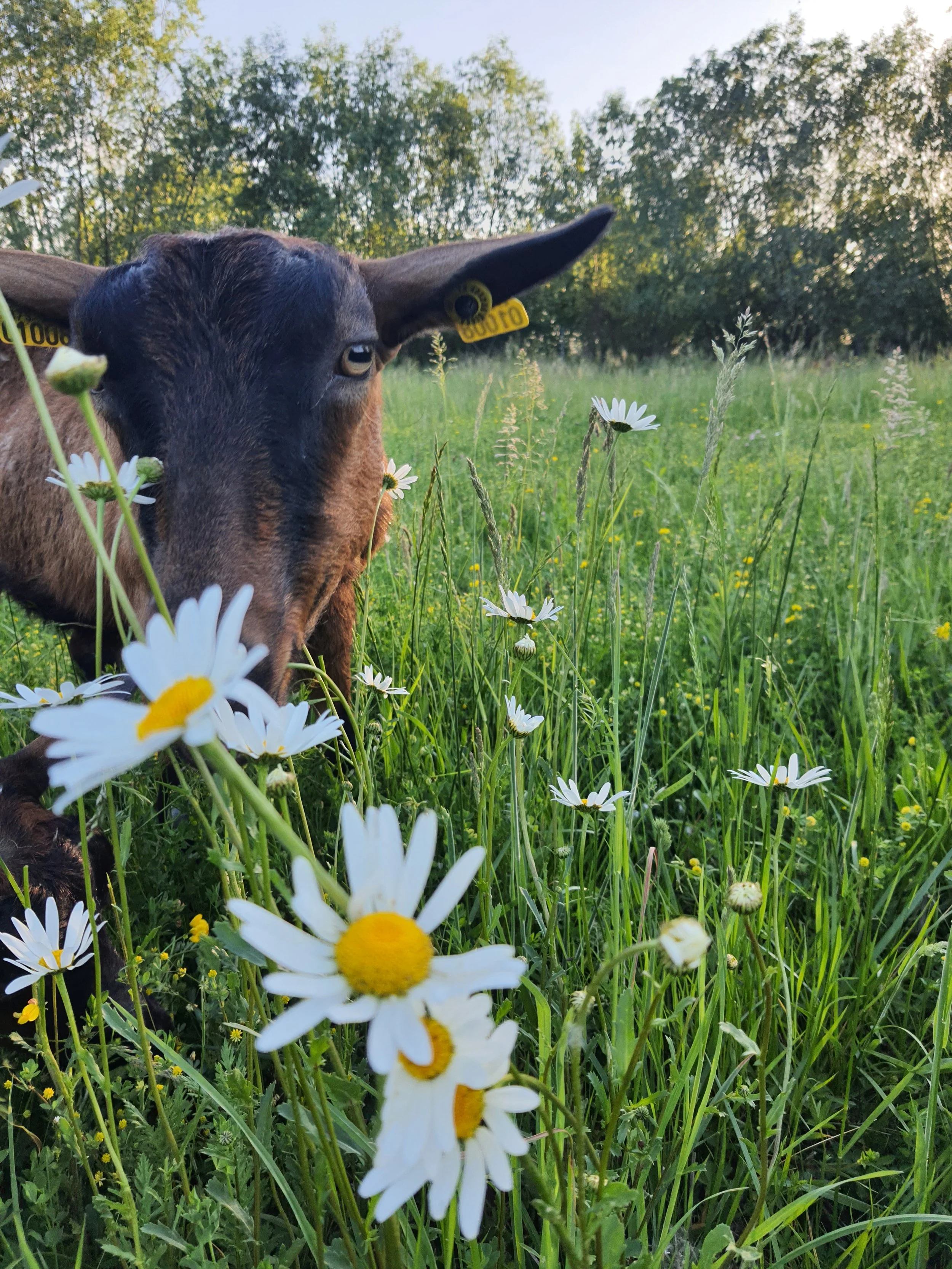 Yoga Chèvre