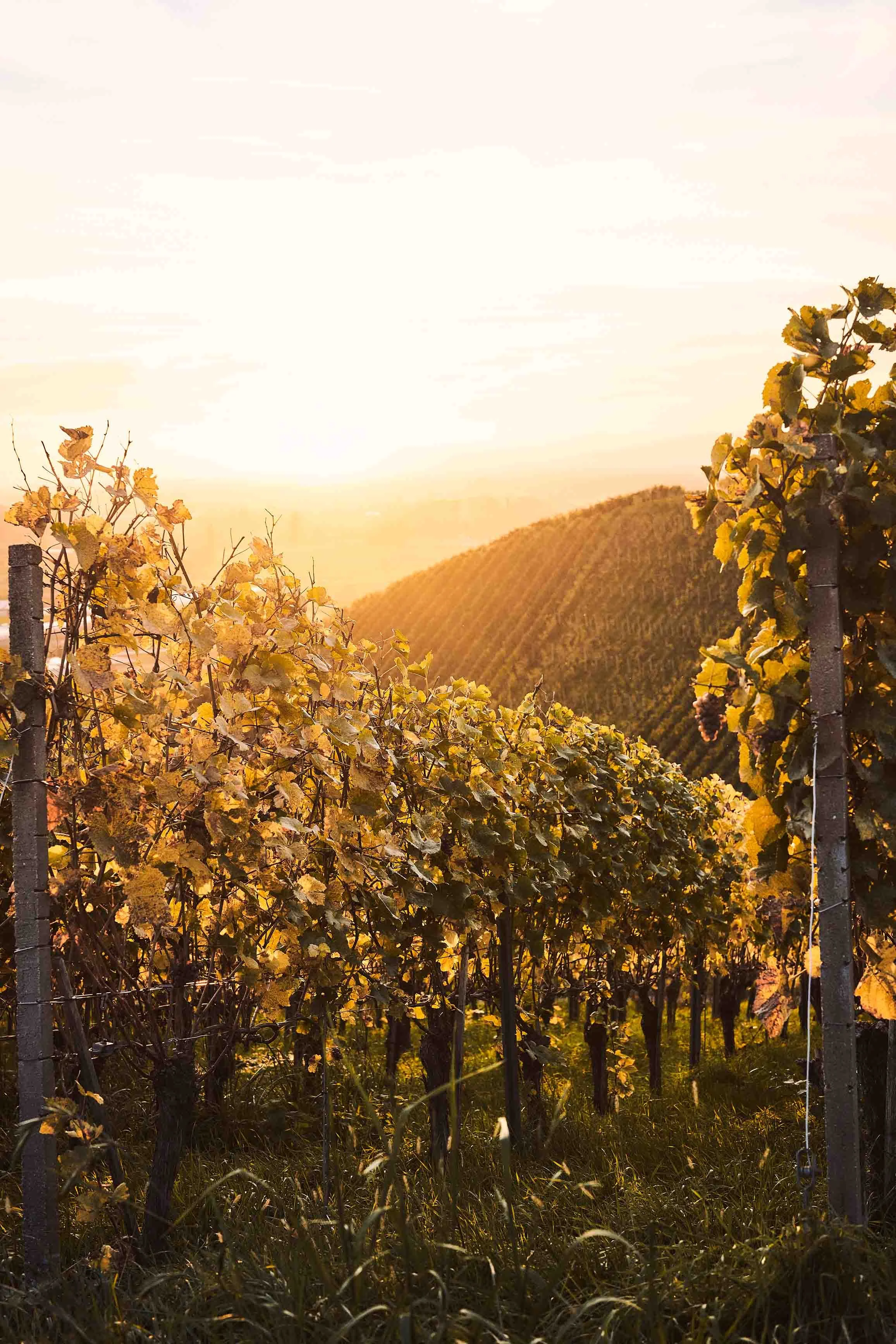 Buchholz-Sexau_c-Thomas Sattler.jpg