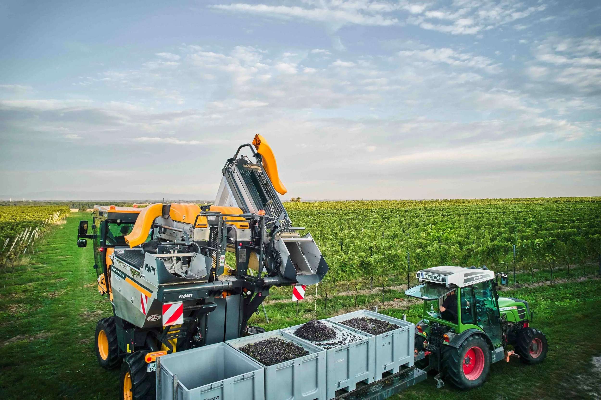 Ein Traktor zieht Anhänger mit Kisten auf einem Weinberg, während eine Erntemaschine Trauben ablässt. Der Himmel ist bewölkt.