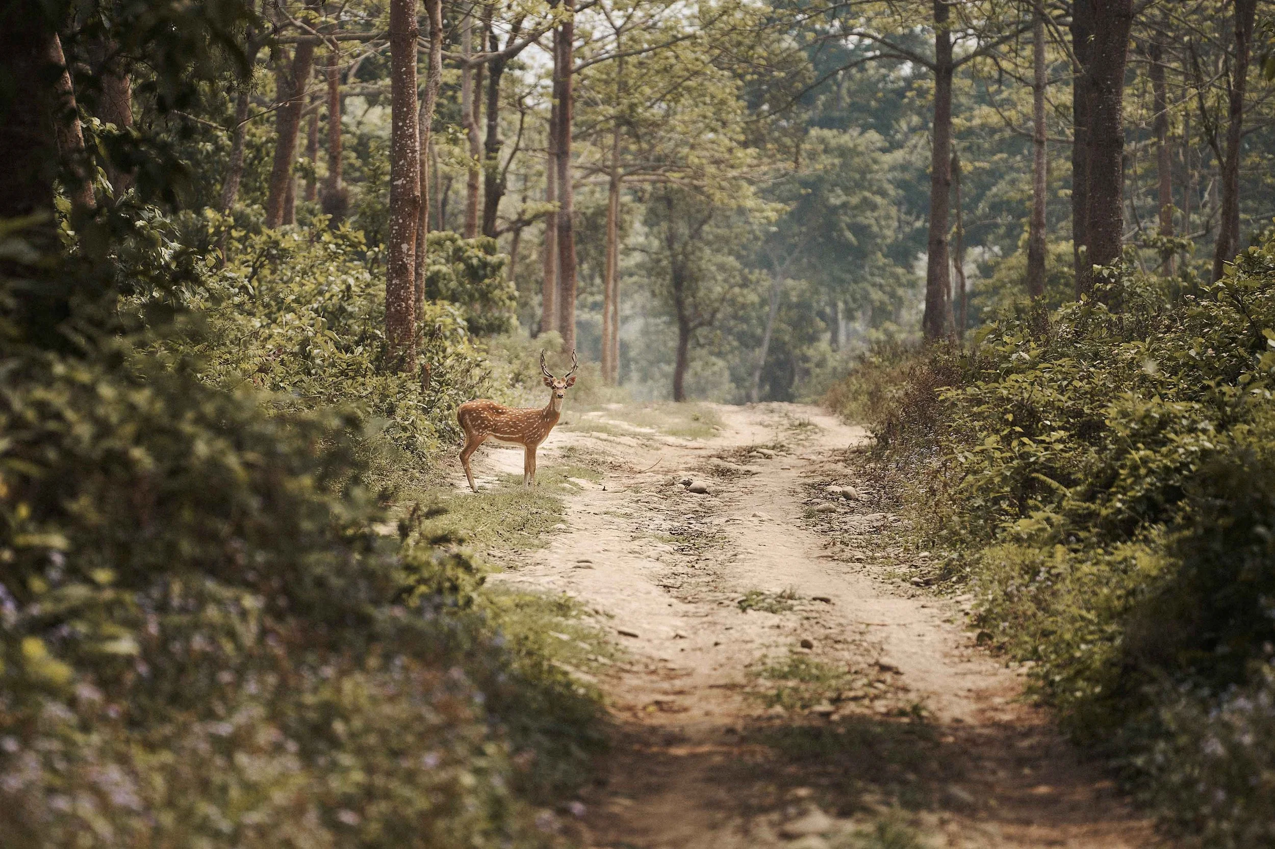 Nepal-Hirsch_©Thomas-Sattler.jpg