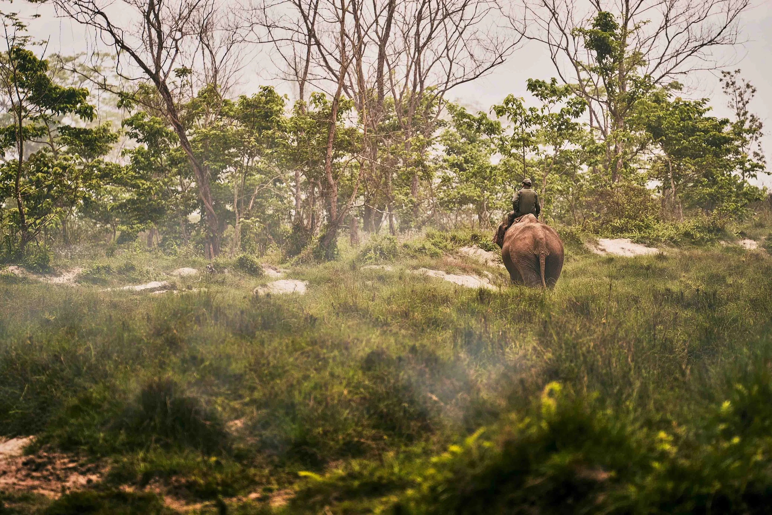 Ein Mann reitet auf einem Elefanten durch einen Wald in Nepal mit grünem Untergrund und kahlen Bäumen im Hintergrund.
