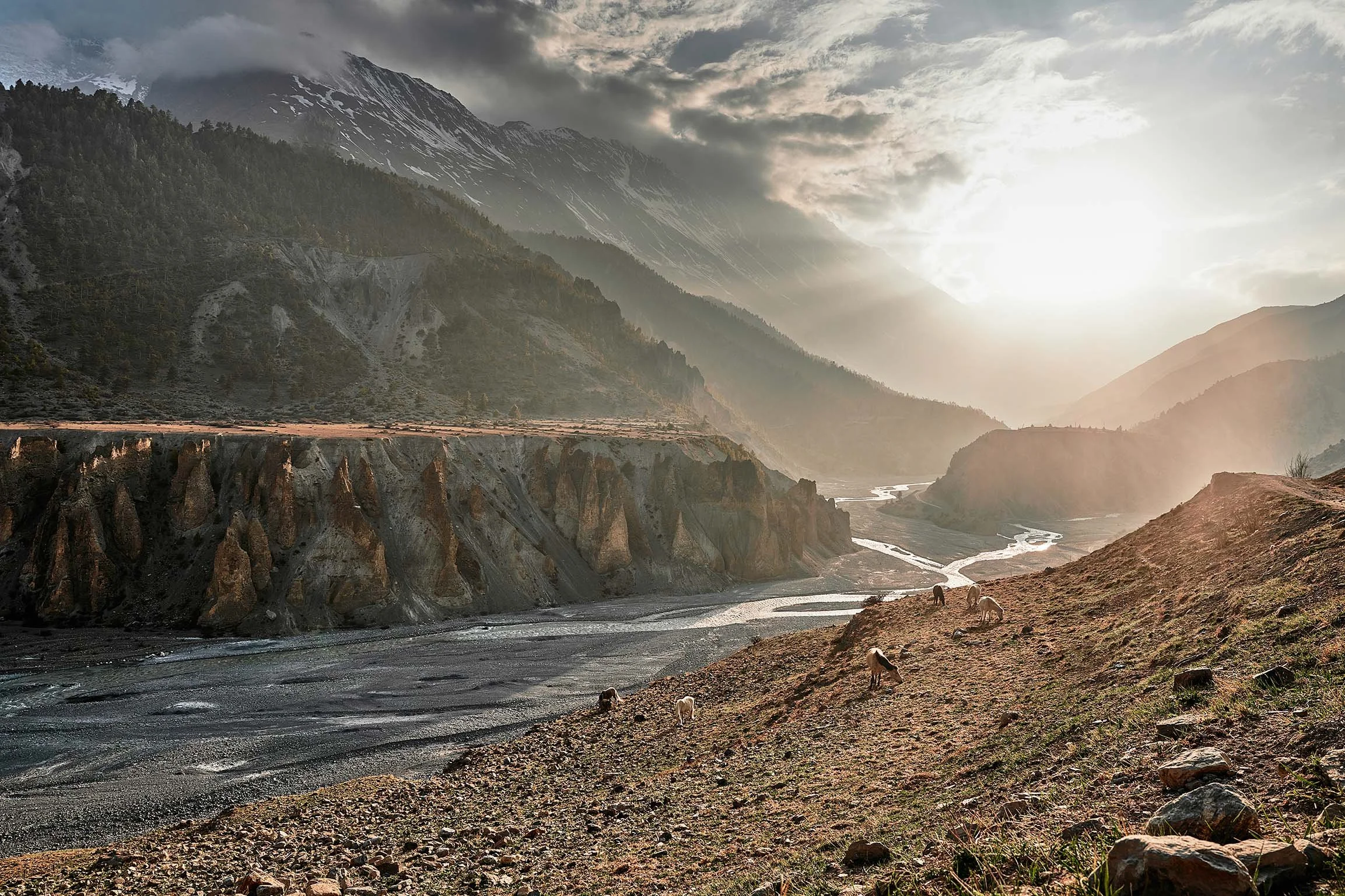 Nepal-Pferde_©Thomas-Sattler.jpg