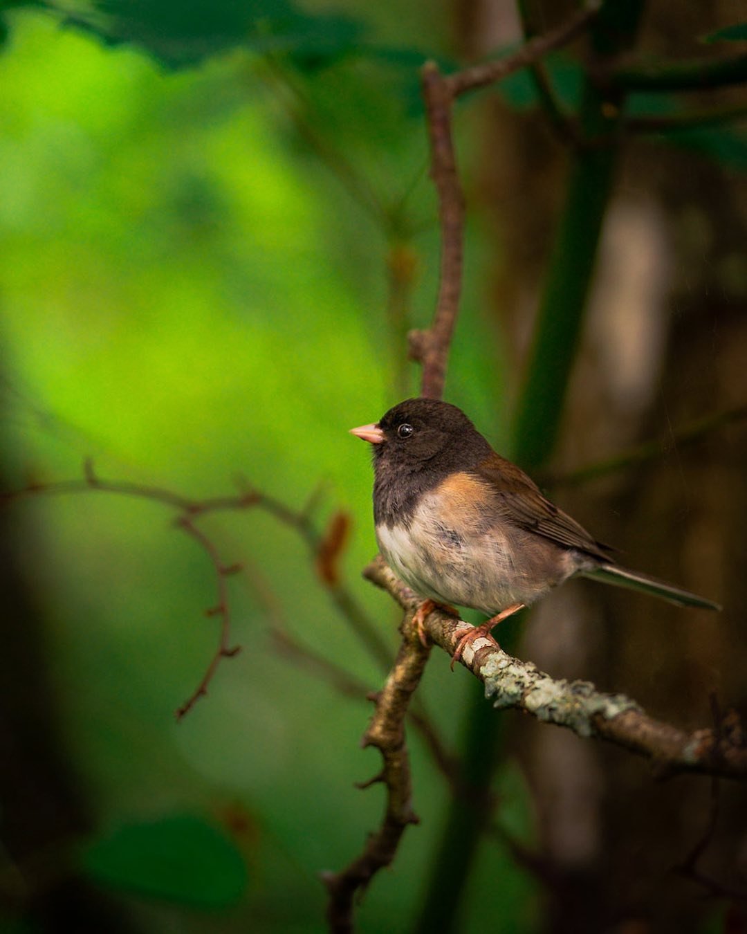 This is a bird... nuff said&thinsp;📸
&thinsp;
&thinsp;
&thinsp;
&thinsp;
&thinsp;
&thinsp;
&thinsp;
#fujifilm #fujifilmxt3 #wildlifephotography #fujifilmusa #70200mm #telephoto #explore #outside #littlebird #junco #juncobird #animal #nature #birdwat