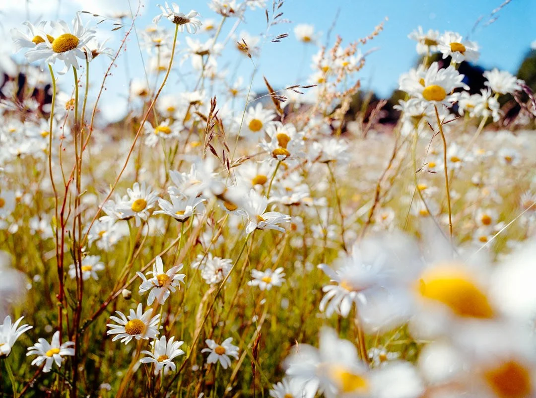large daises in field during sunset, Kodak gold 200 film