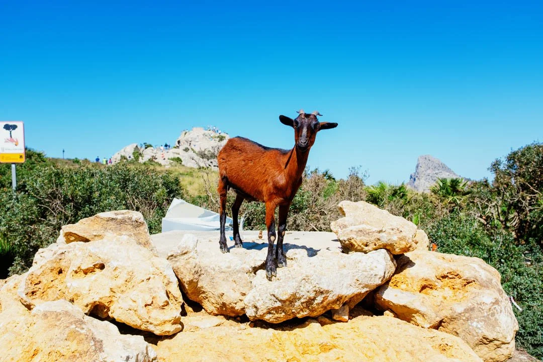 brown goat stood on rock in sunlight, formentor majorca