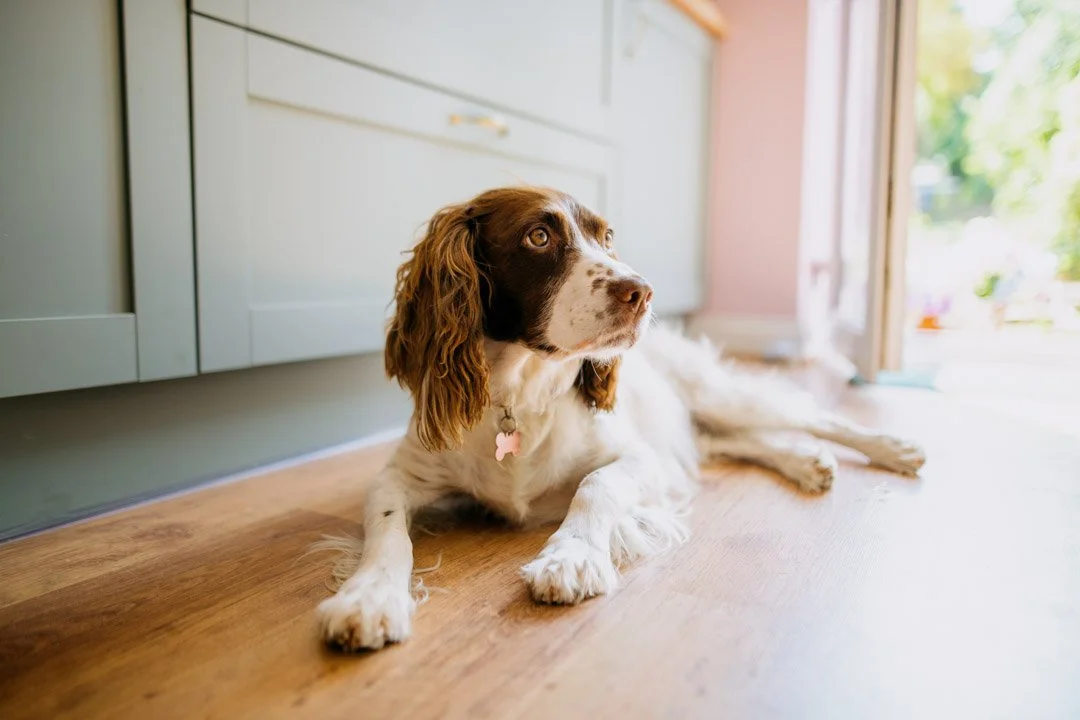 spaniel dog laid on floor with pink collar