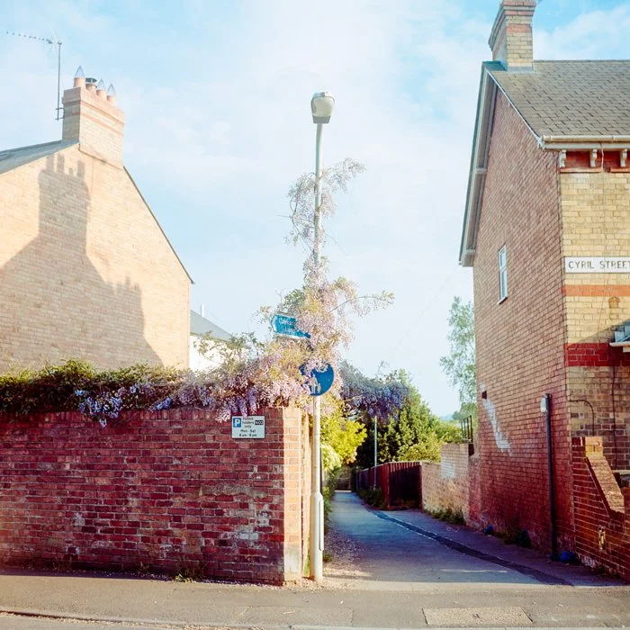 large wisteria plant around lamp post in street, medium format film