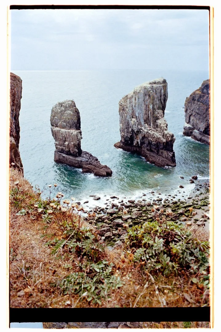 Rock formations in the ocean viewed from a grassy cliff with plants in the foreground.