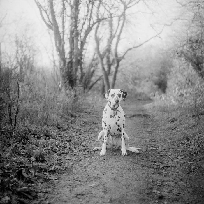Dalmatian dog in woods sat on muddy track. Ilford Pan 400 film