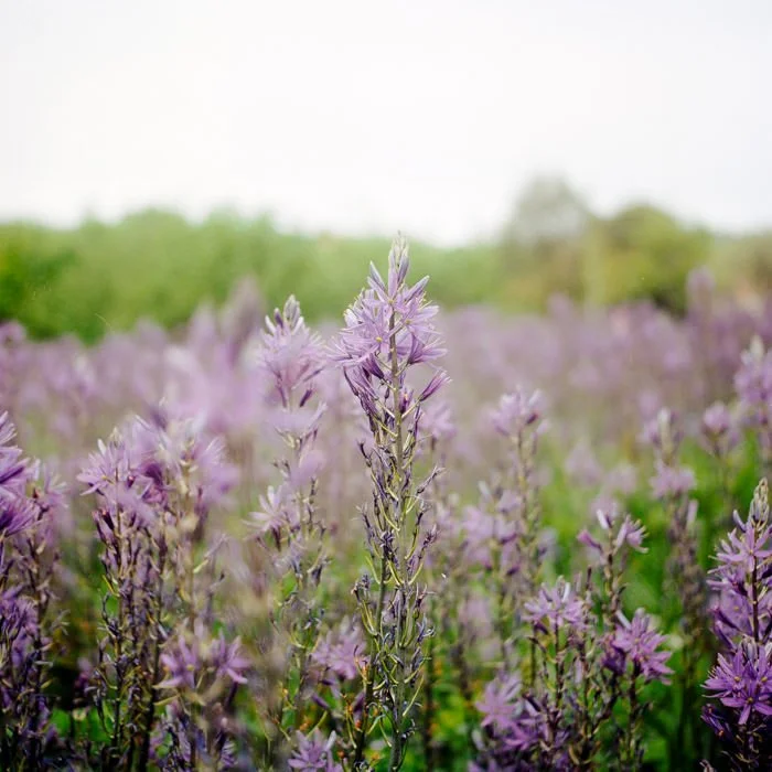 purple flowers in field, Kodak porta film