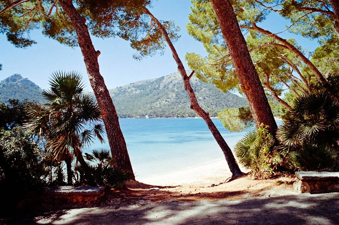 blue ocean with palm trees, formentor majorca