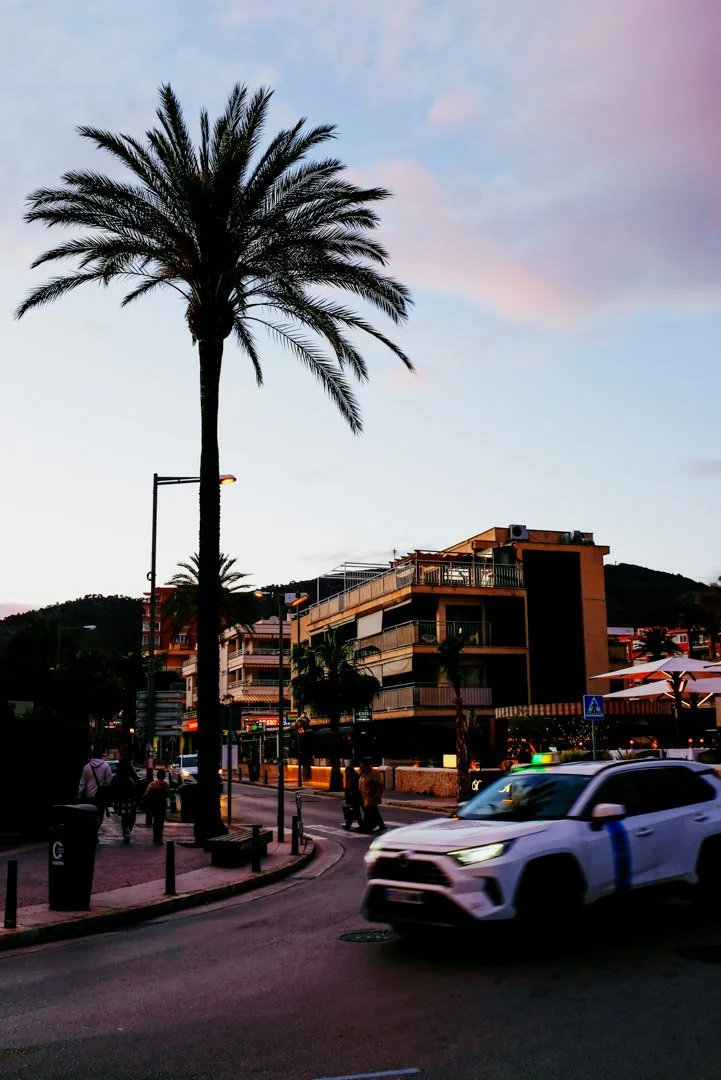 large palm tree silhouette