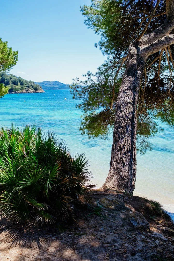 green plants and trees near sandy beach, majorca