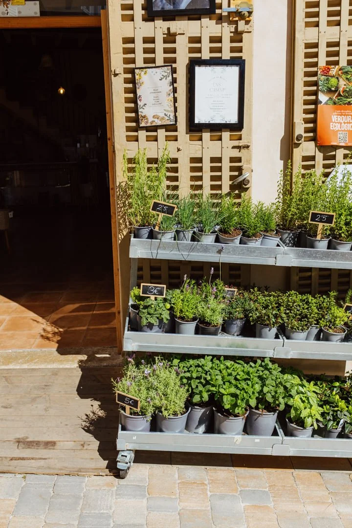 small green plants in pots at market