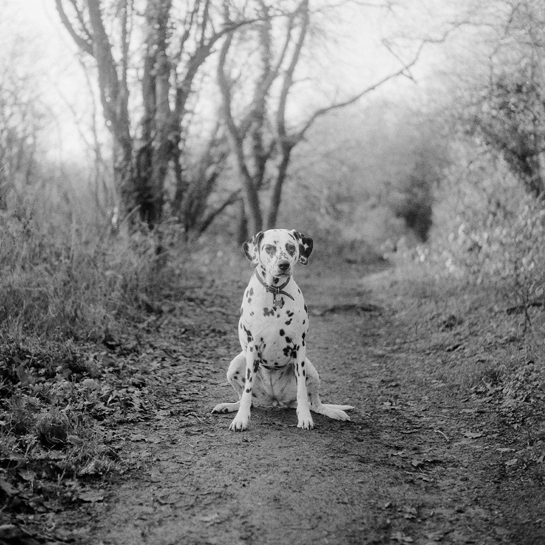 ilford-pan-400-dalmation.jpg