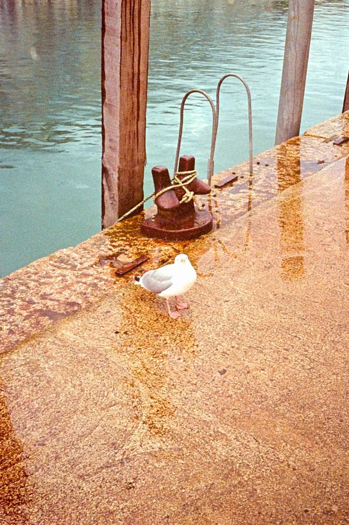 white seagull stood on pier with blue ocean behind