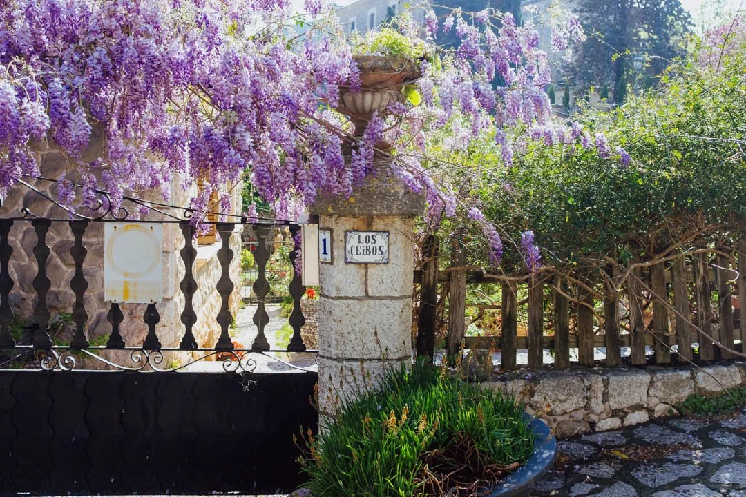 large wisteria plant Valldemossa